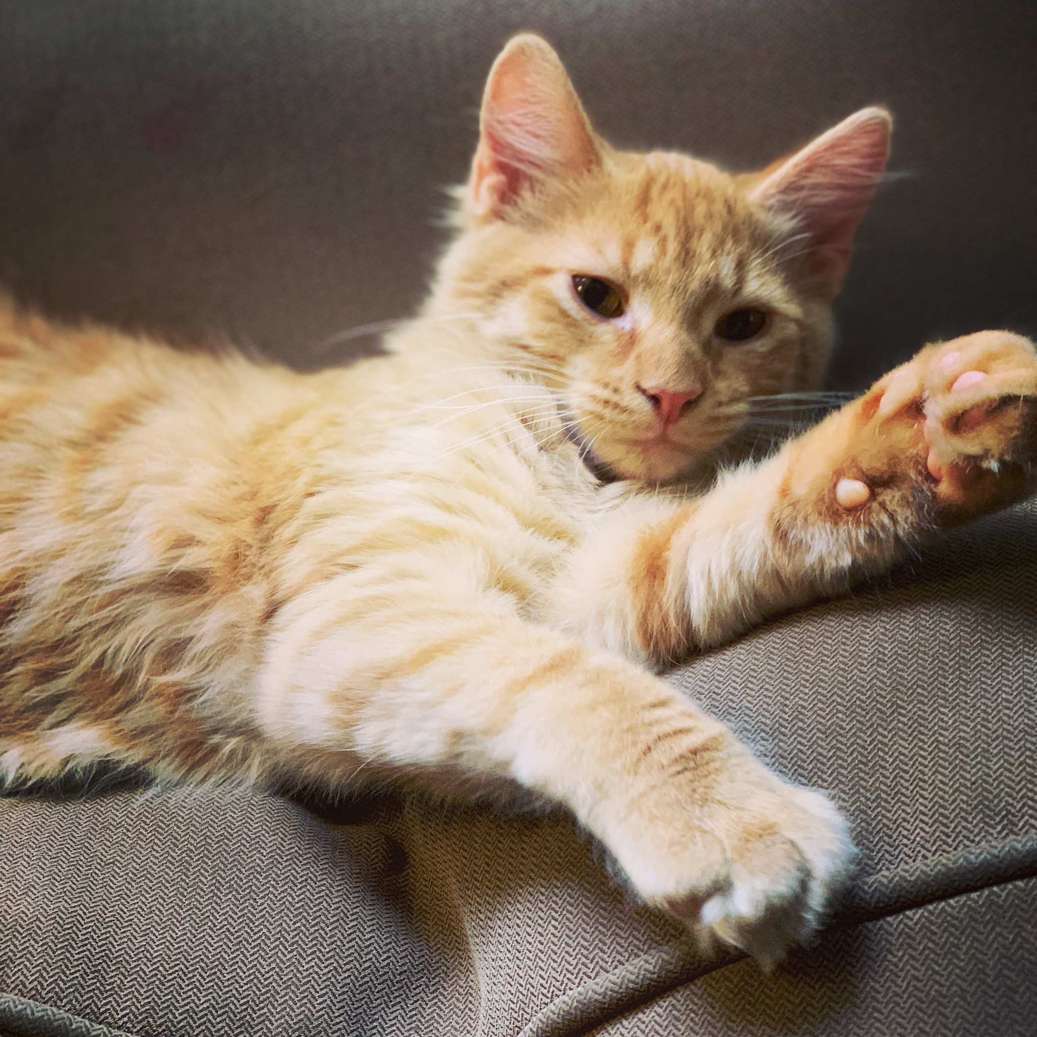 猫叫声的奥秘：丰富多样的表达方式