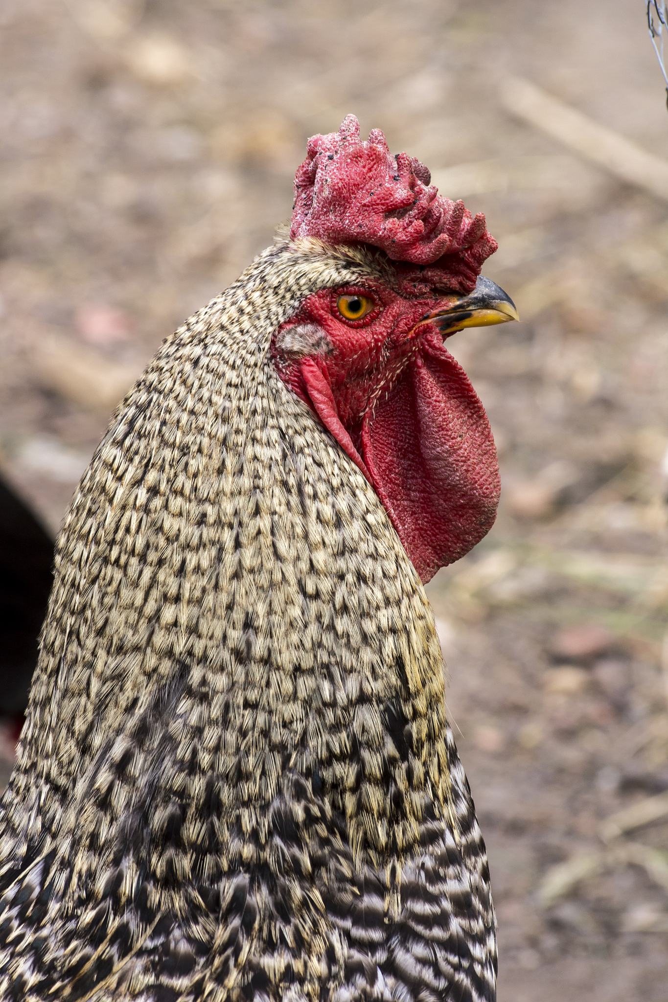 the white cock