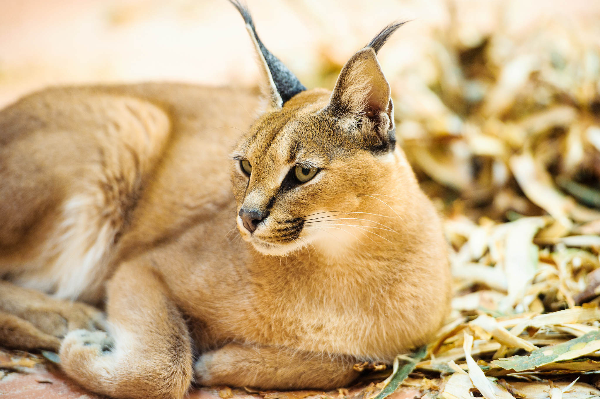 caracal