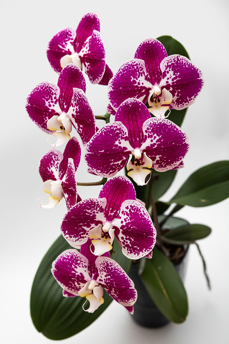 蝴蝶兰开花时间揭秘：掌握技巧，让你的兰花常年绽放