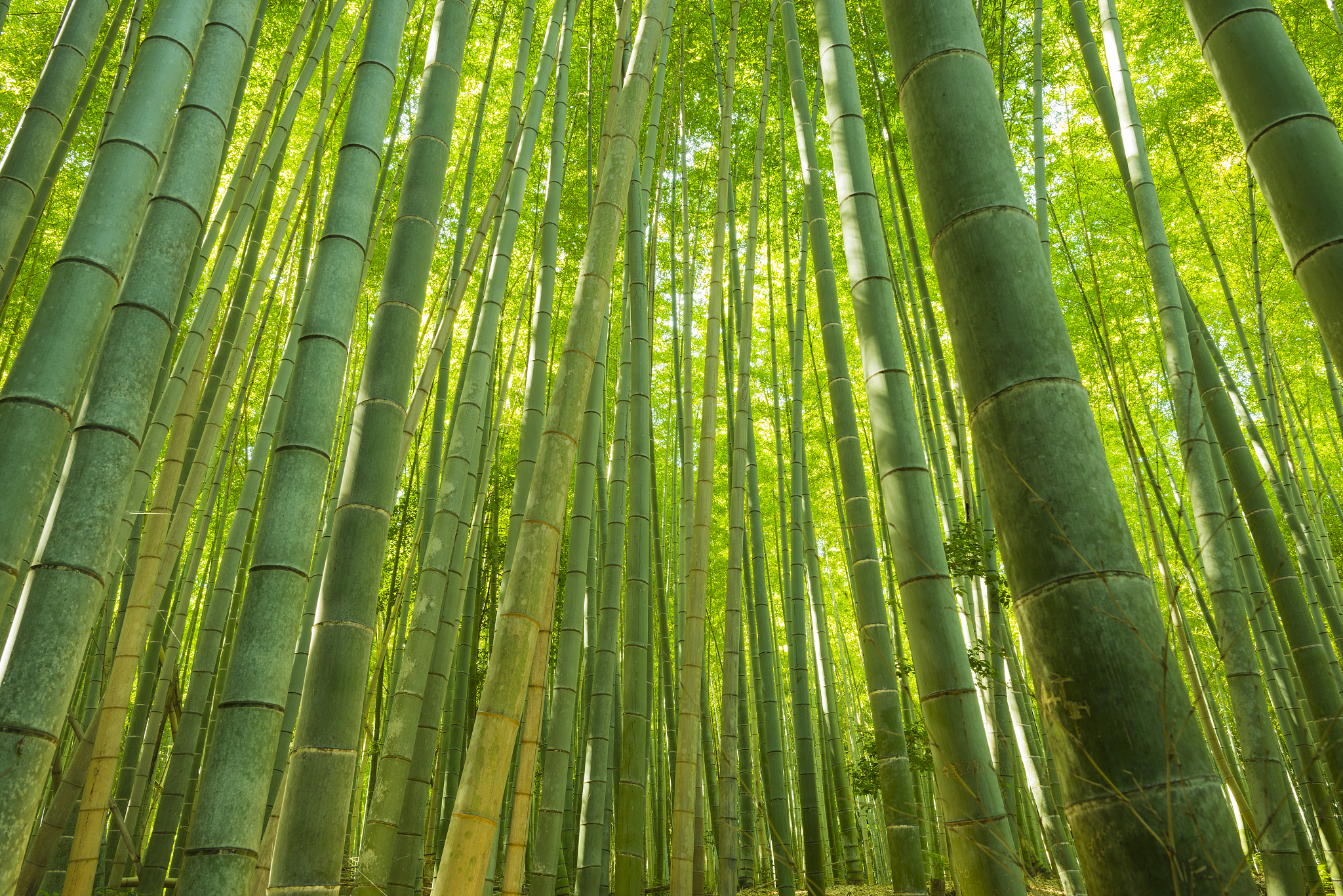 bamboo forest, kyoto, japan