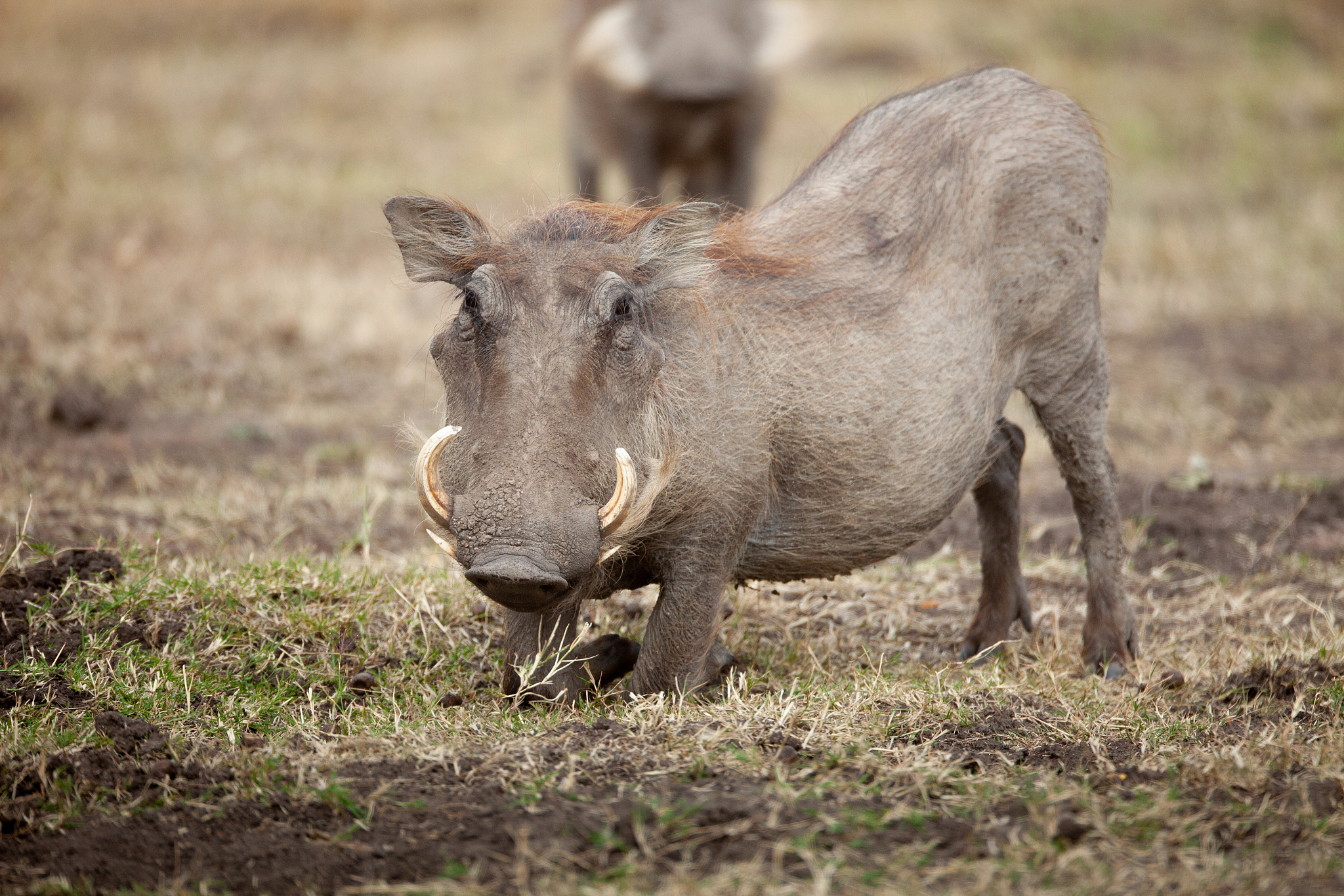 疣猪：印尼苏拉威西岛的濒危野生猪种