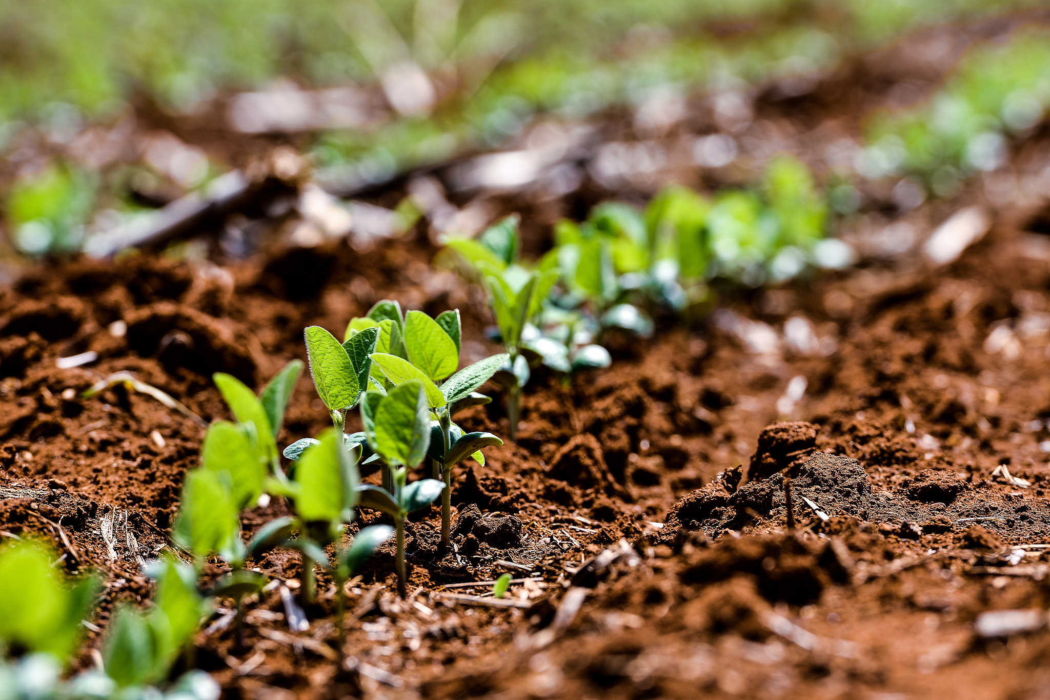 ACTA AGRICULTURAE SCANDINAVICA SECTION B-SOIL AND PLANT SCIENCE 期刊：土壤和植物科学研究的领先平台
