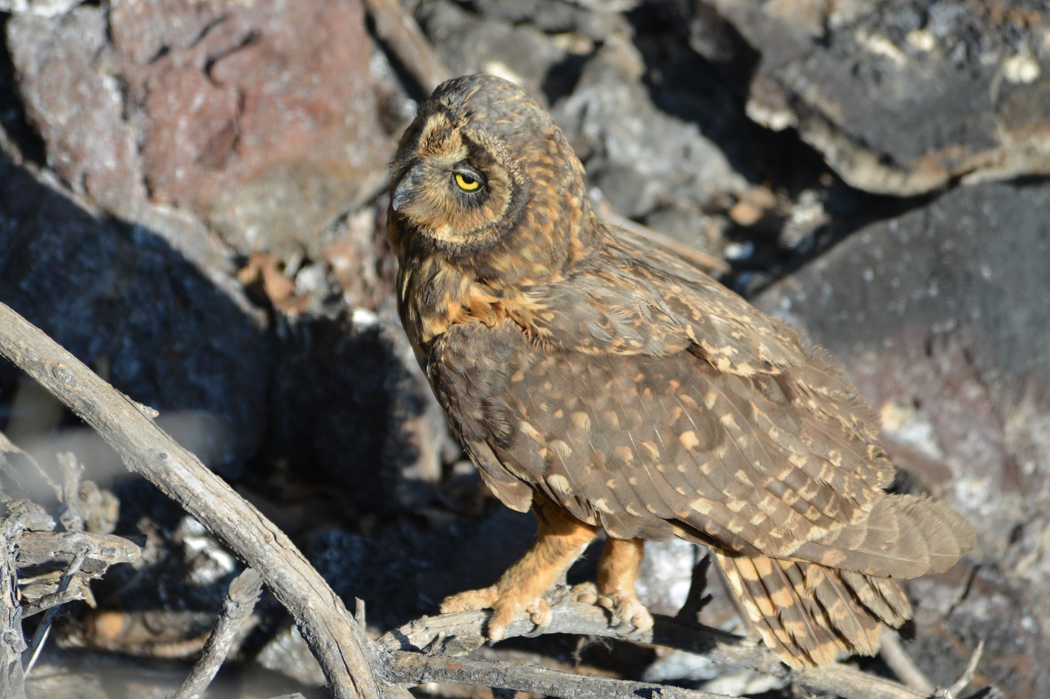 owl profile