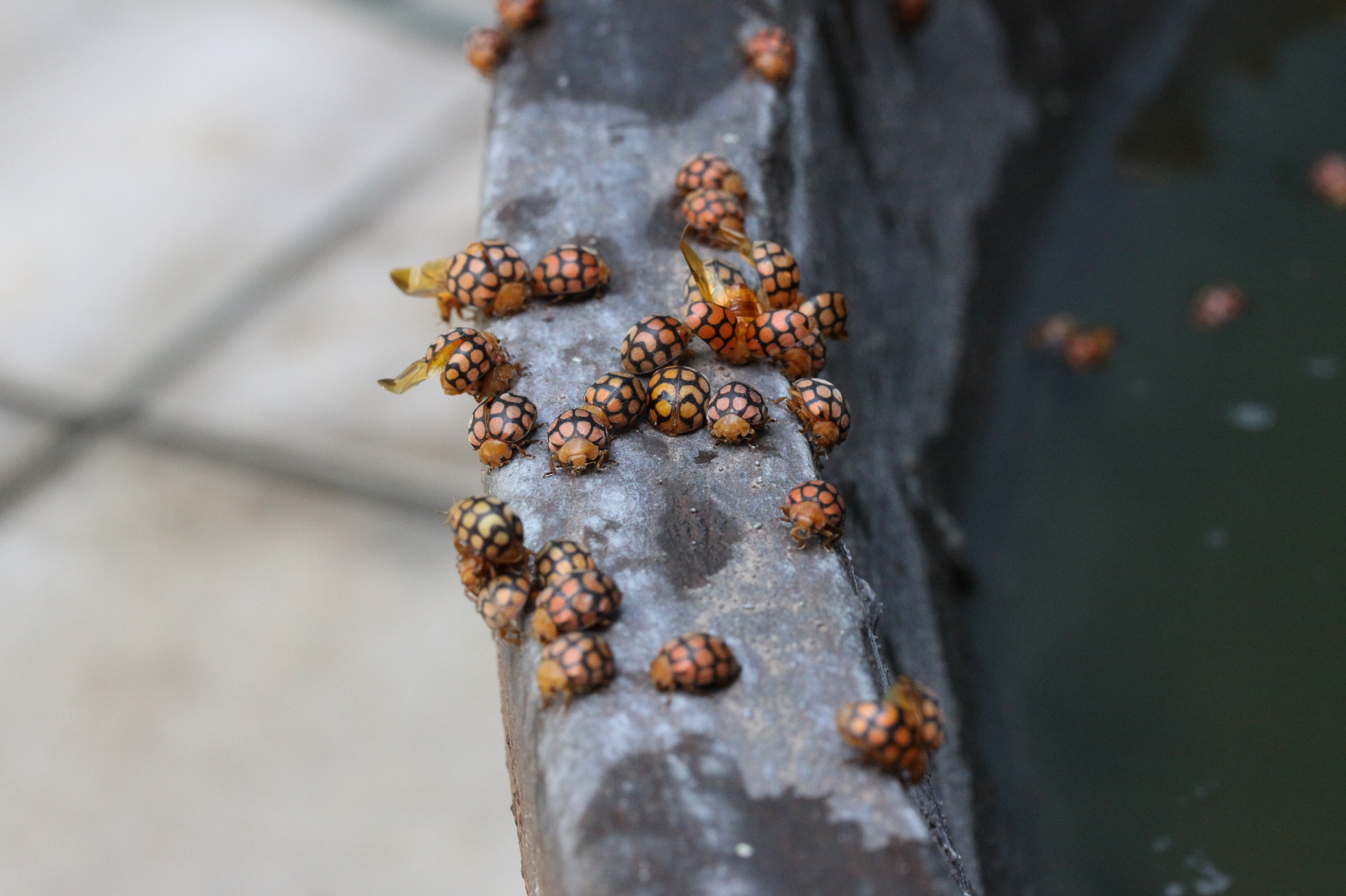 high angle view of insects on land
