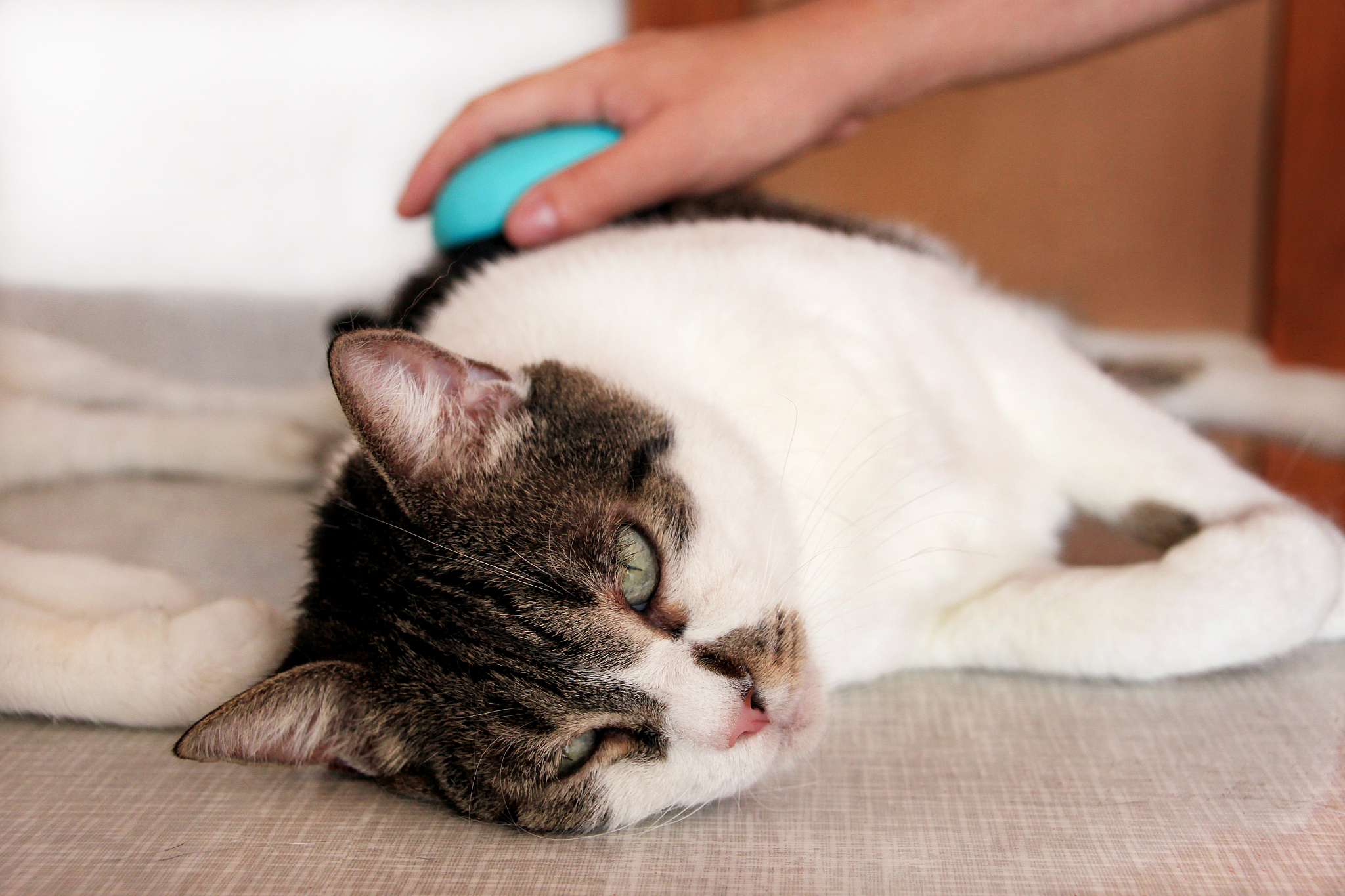 caring for cat fur. hand combing by comb cat. man brushing hair 