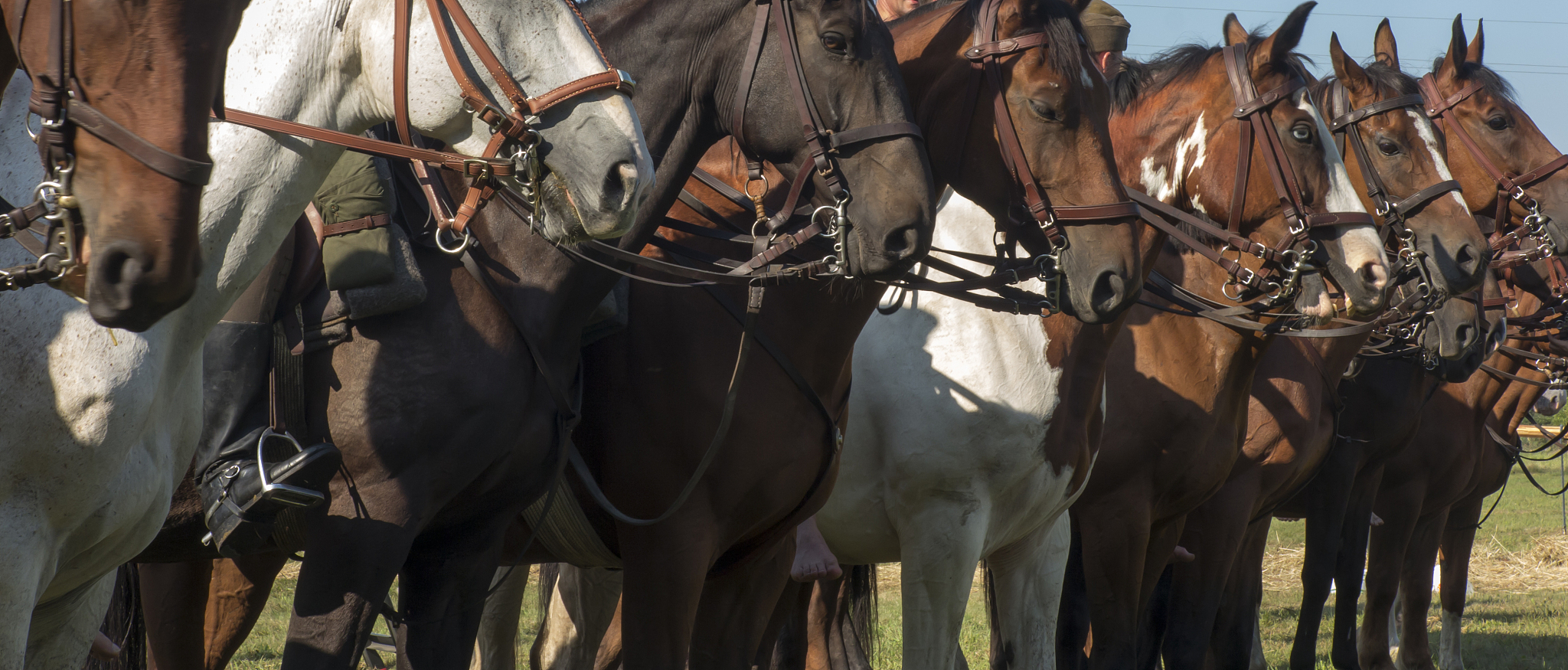 heads of horses in harnesses lined up