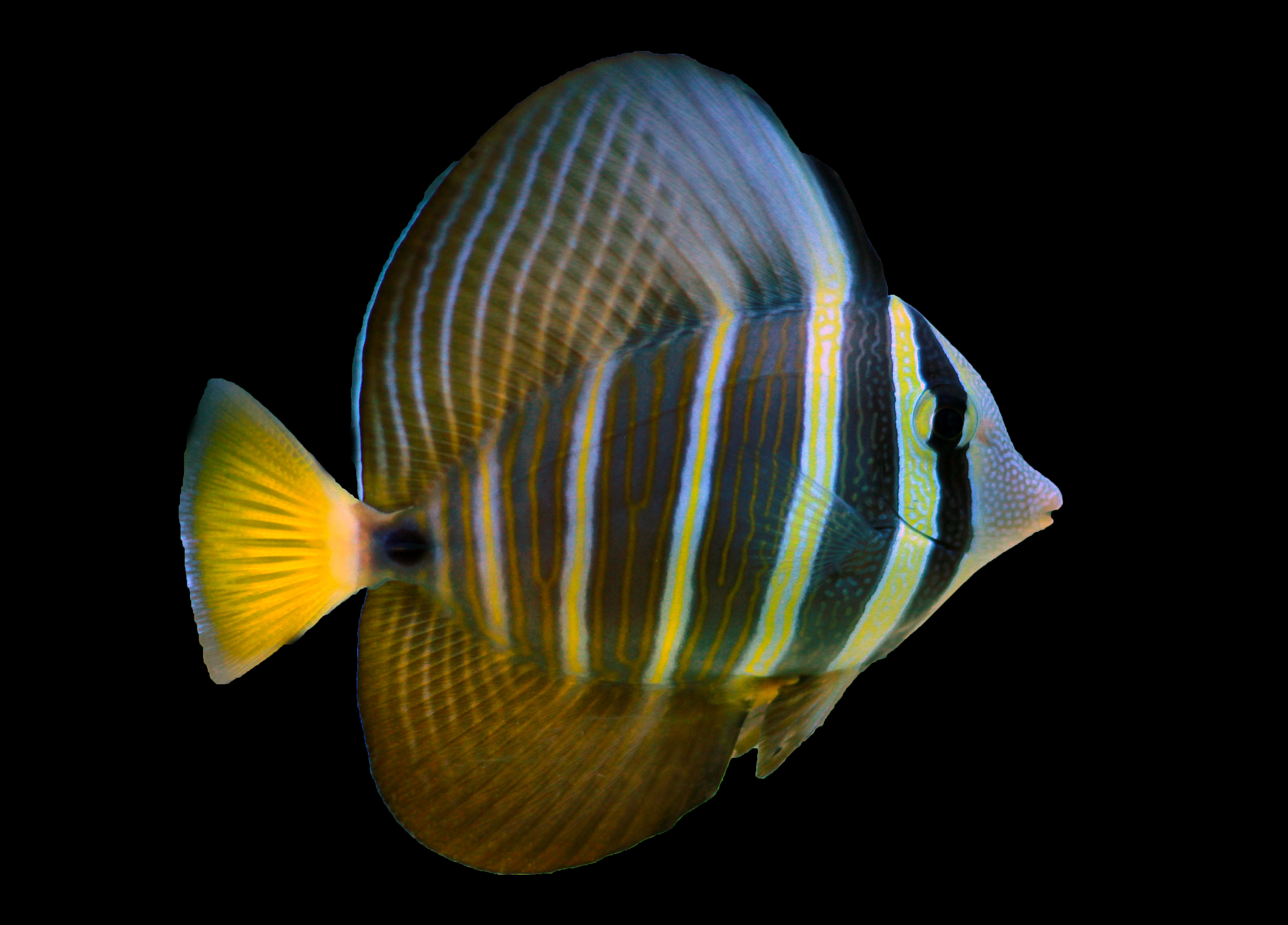 JOURNAL OF FISH BIOLOGY: 全面涵盖鱼类生物学研究领域