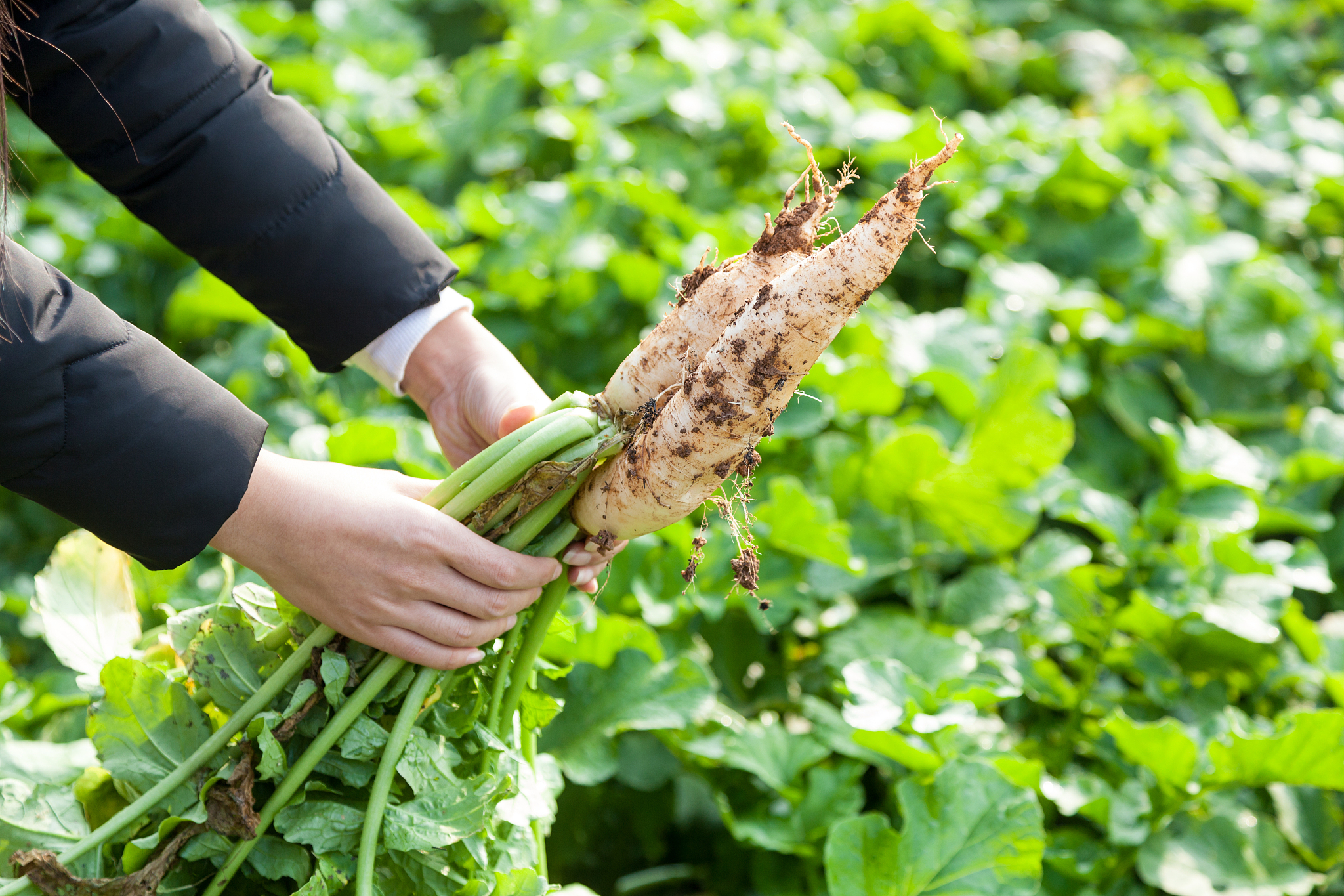 girl's hand uprooted fresh radish