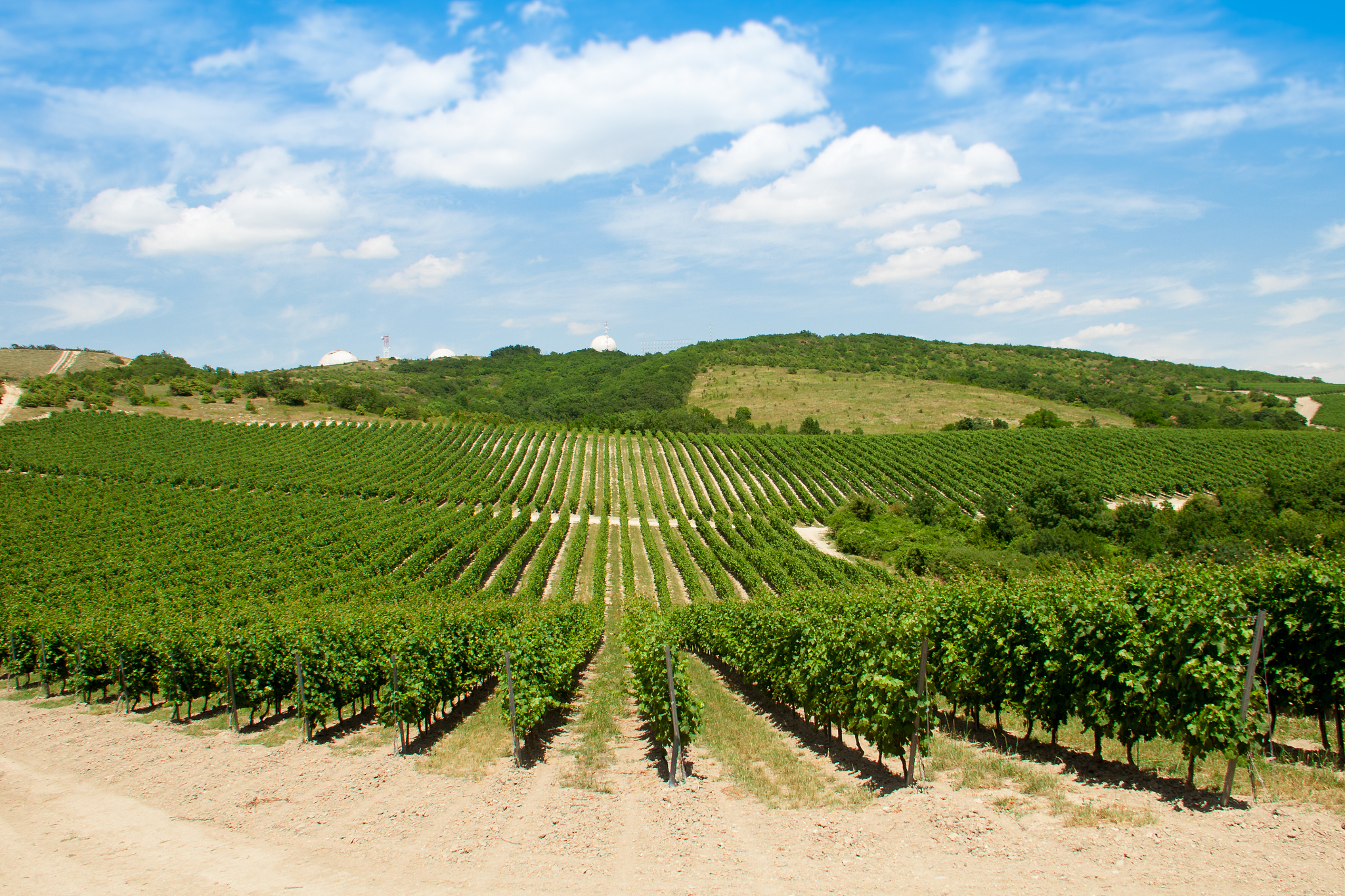 summer vineyard