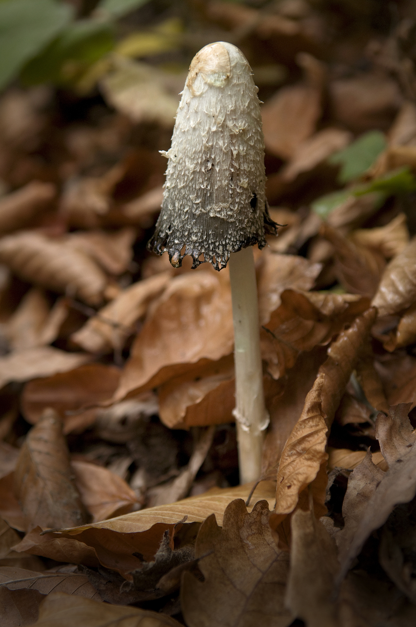 こういう茸狩りにおいて出逢う茸は、それぞれ品位と価値とを異にするように感じられた。初茸はまことに愛らしい。ことに赤みの勝った、笠を開かない、若い初茸はそうである。しかし黄茸の前ではどうも品位が落ちる。黄茸は純粋ですっきりしている。が、白茸になると純粋な上にさらに豊かさがあって、ゆったりとした感じを与える。しめじ茸に至れば清純な上に一味の神秘感を湛えているように見える。子供心にもこういうふうな感じの