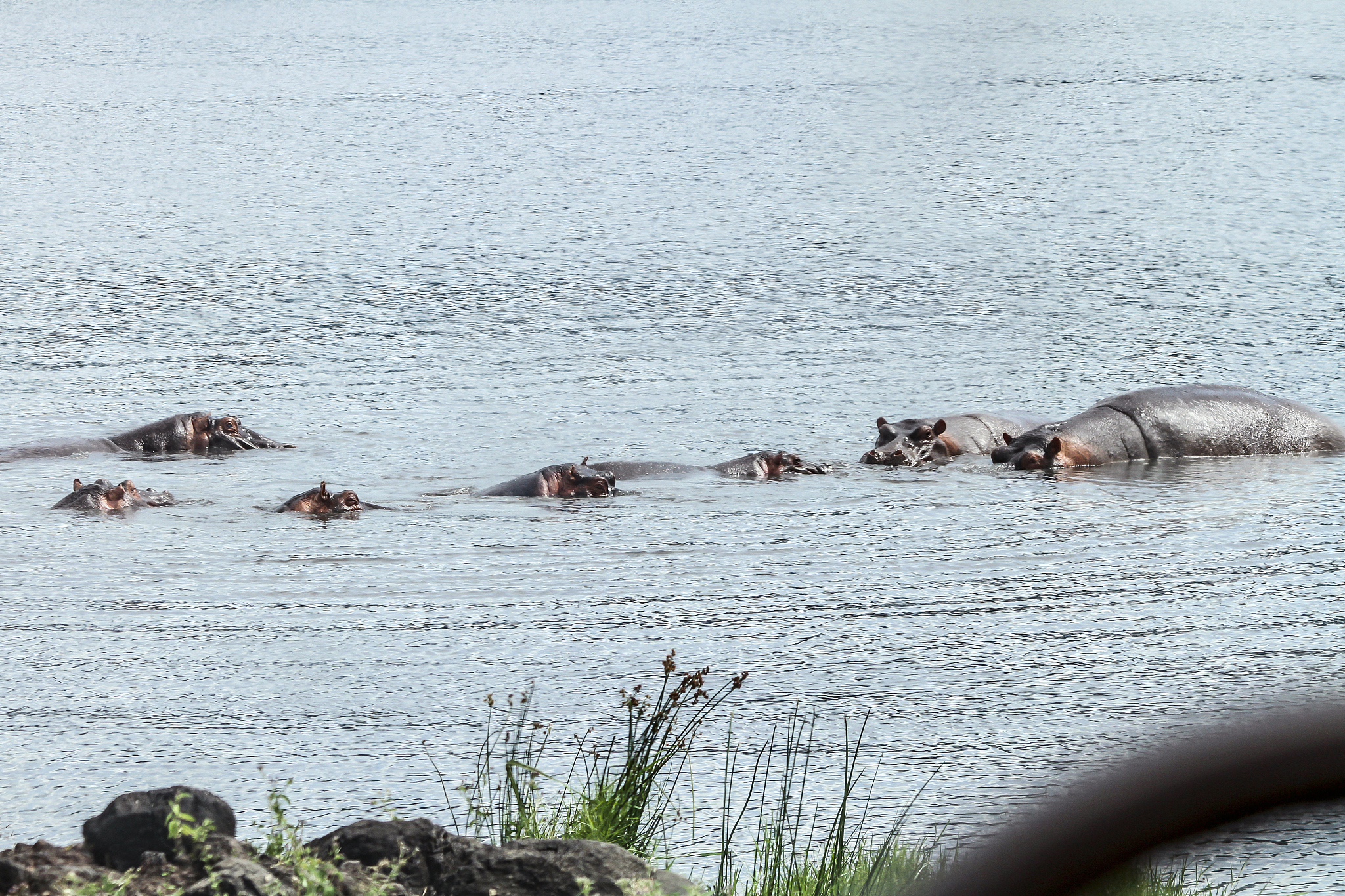 a herd of hippopotamus swimming