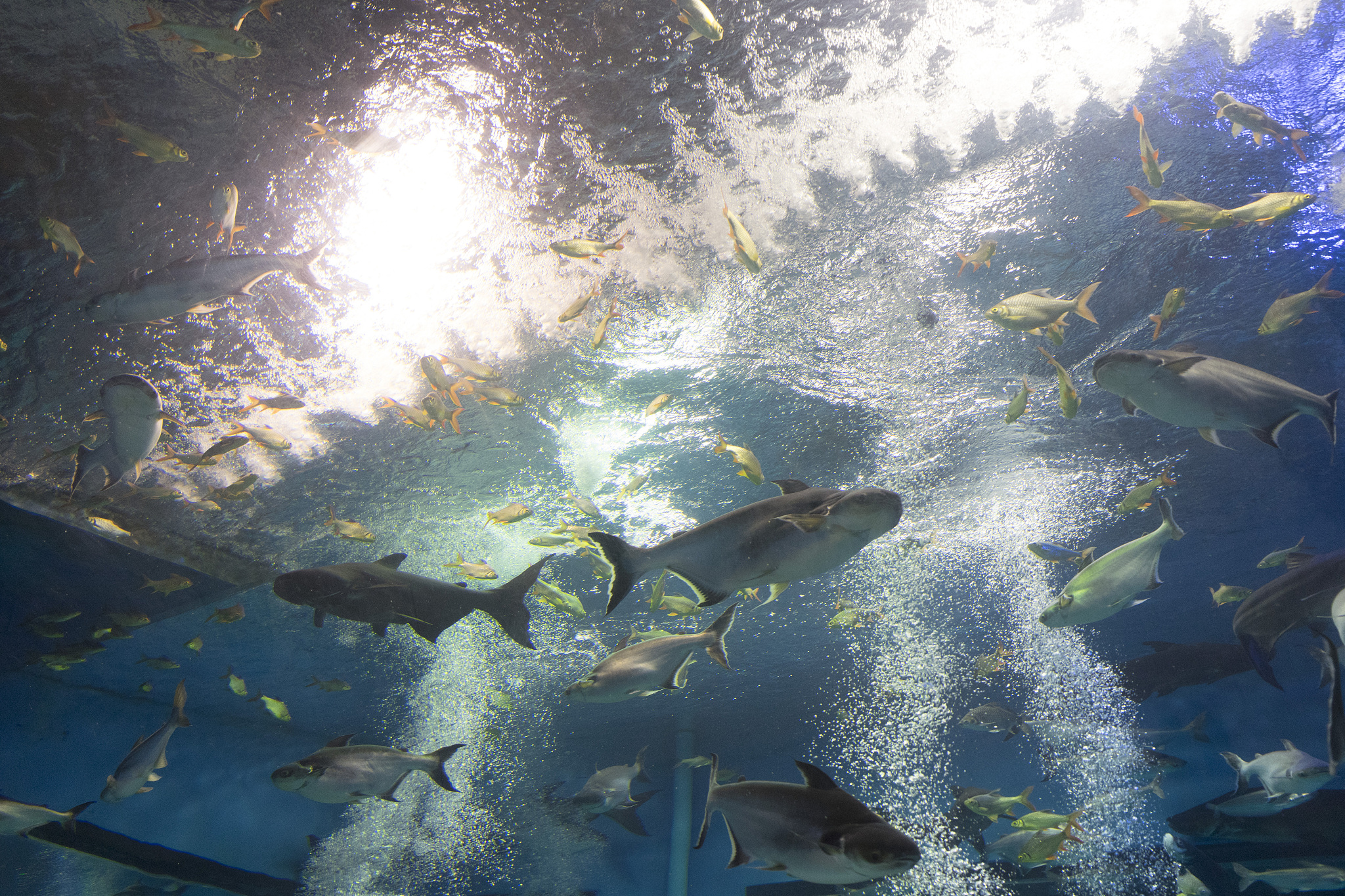水族科学与技术专业学什么 主要课程有哪些