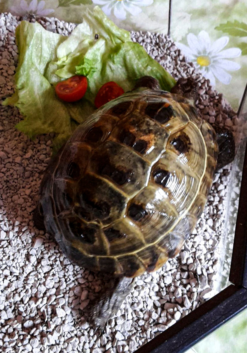 5元小乌龟吃什么？适合小乌龟的健康食谱