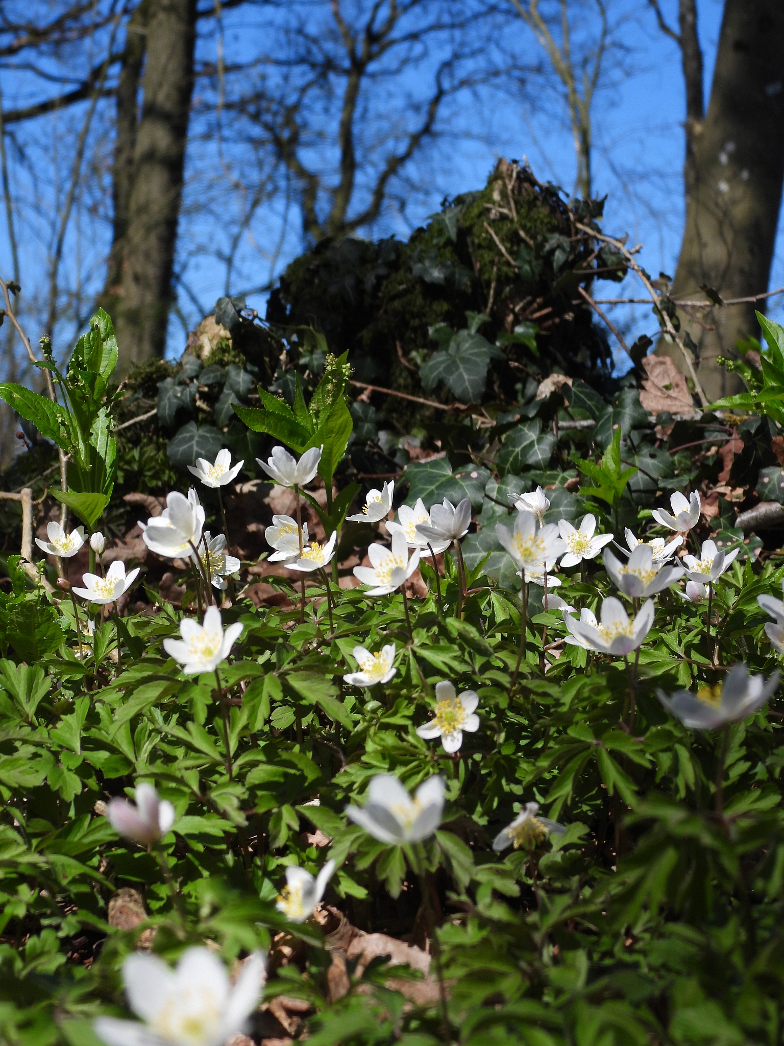 野生植物资源保护与利用专业从事哪些工作
