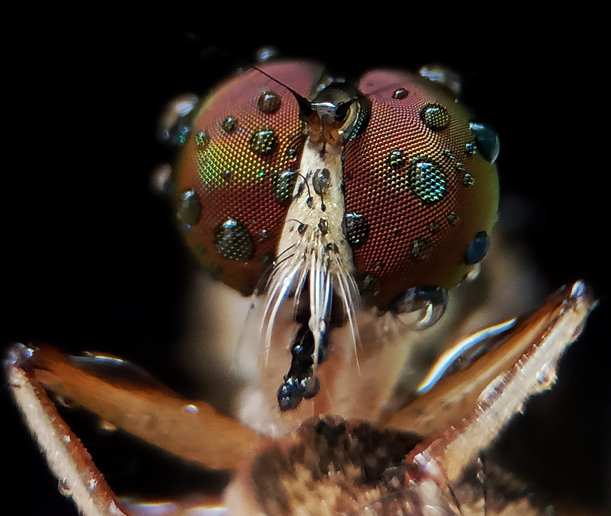 mini robber fly