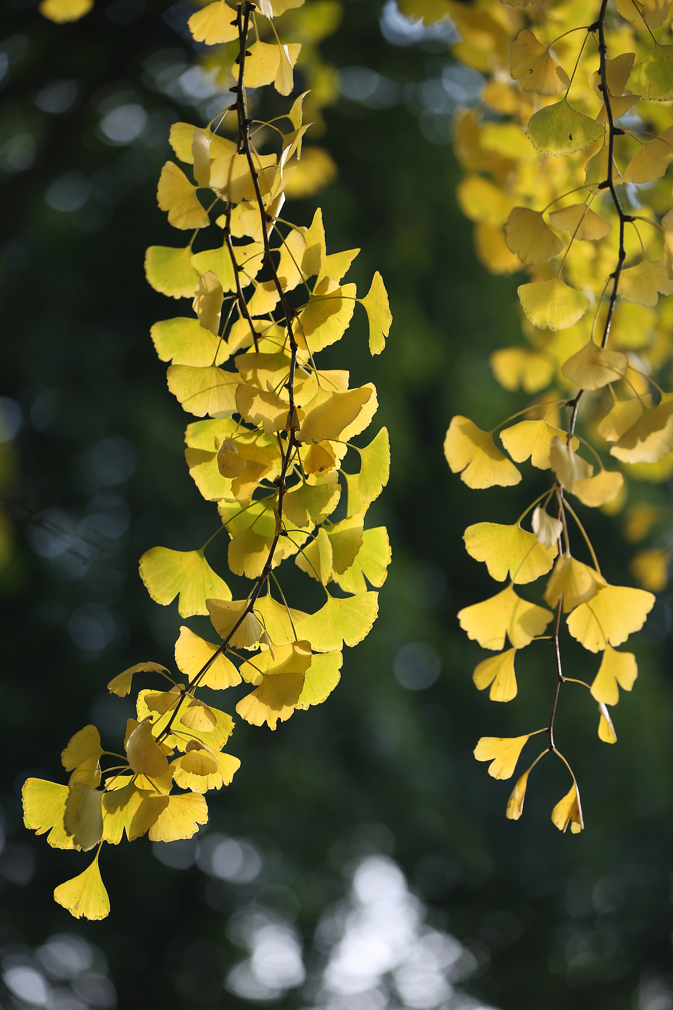 银杏叶的味道：清香甜蜜，令人放松