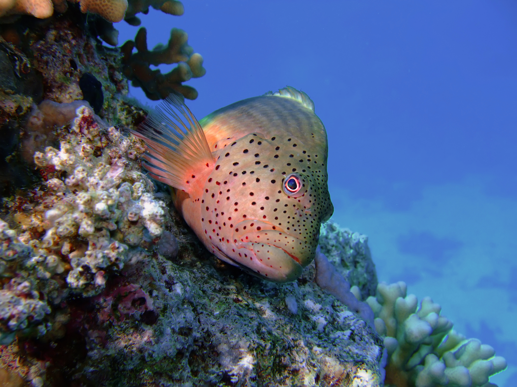 freckled hawkfish (paracirrhites forsteri). taken in red sea,egy