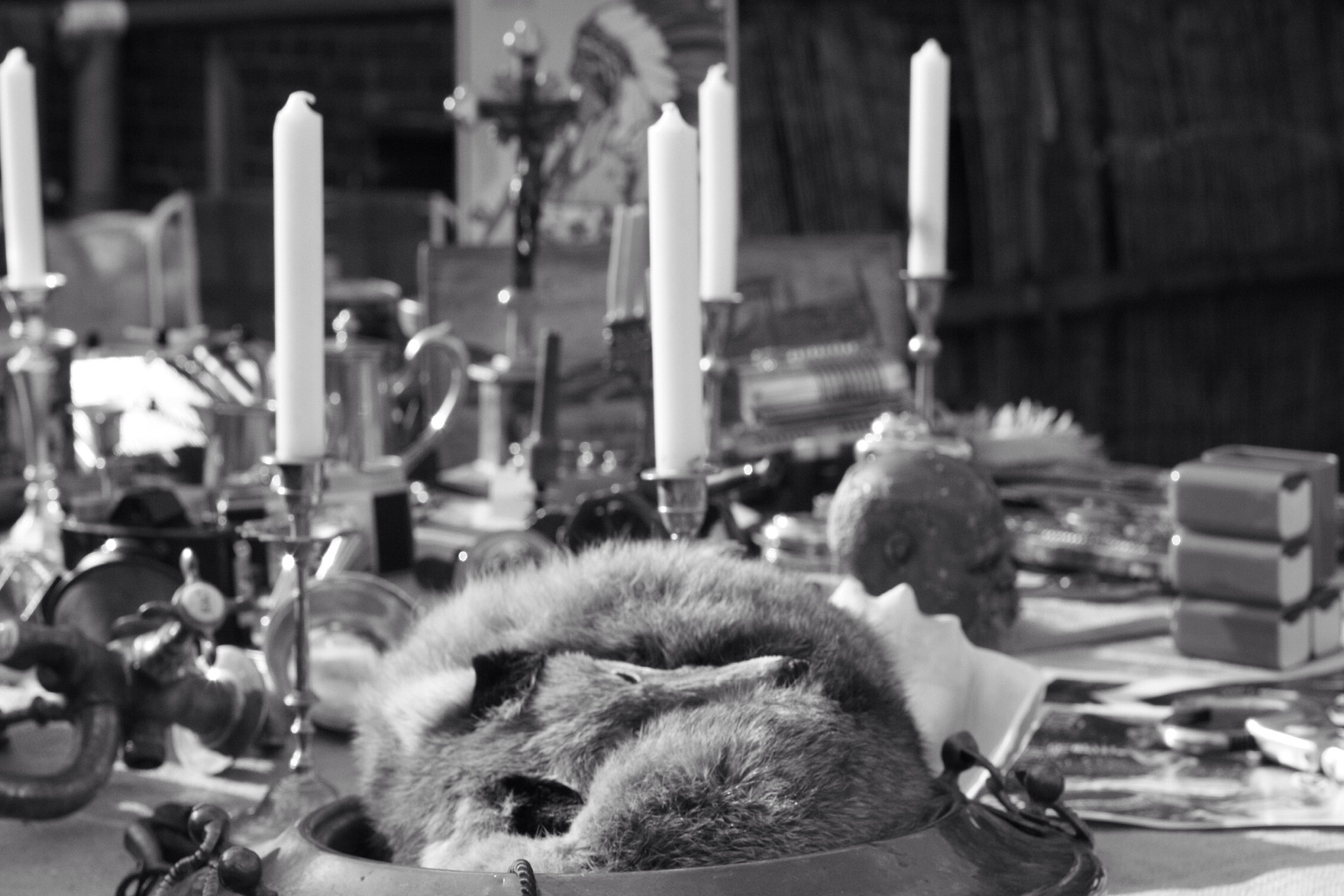 close-up of dog relaxing on dining table