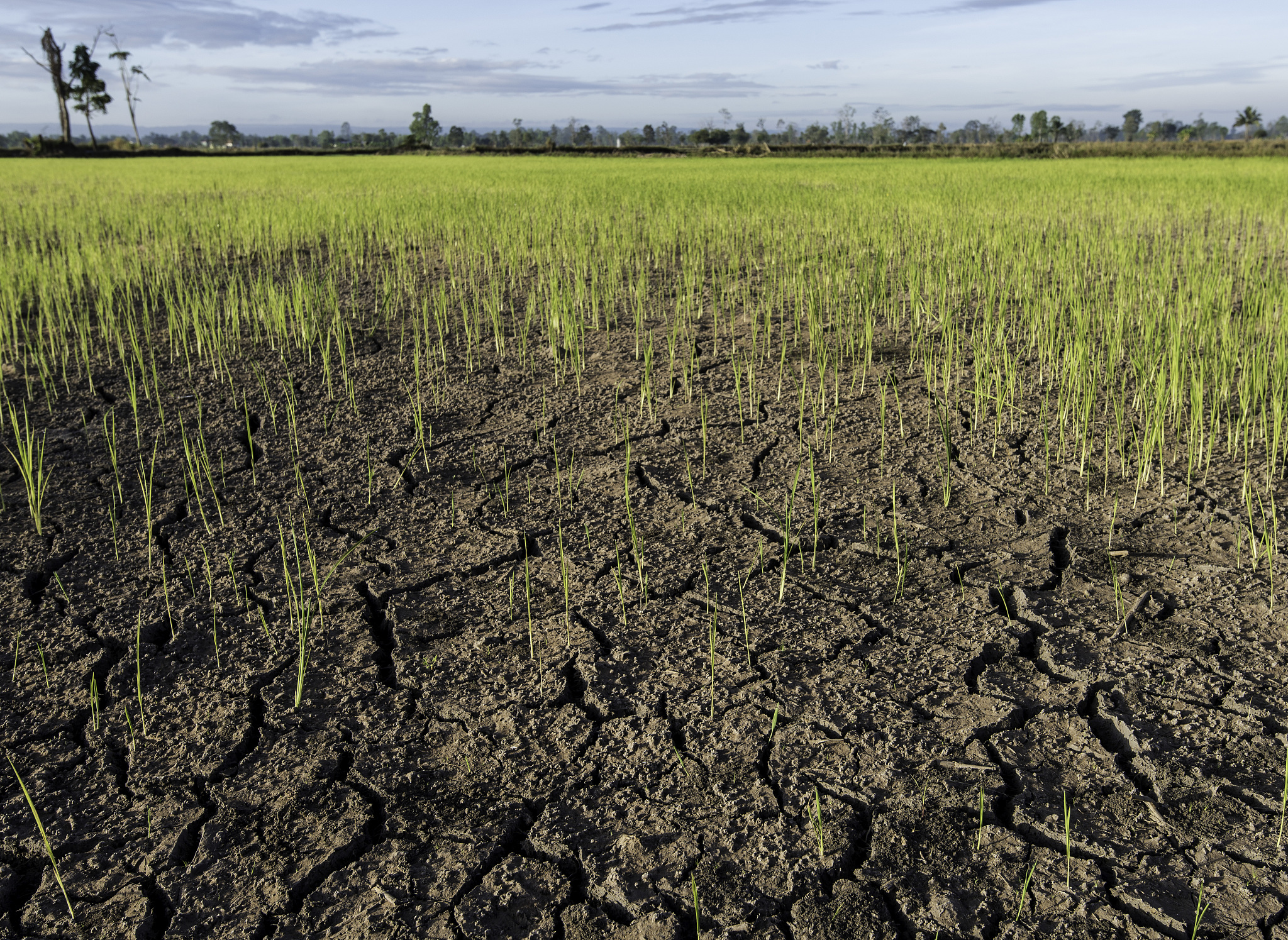 中国霜冻风险变化趋势及其对农业和植物生长的影响