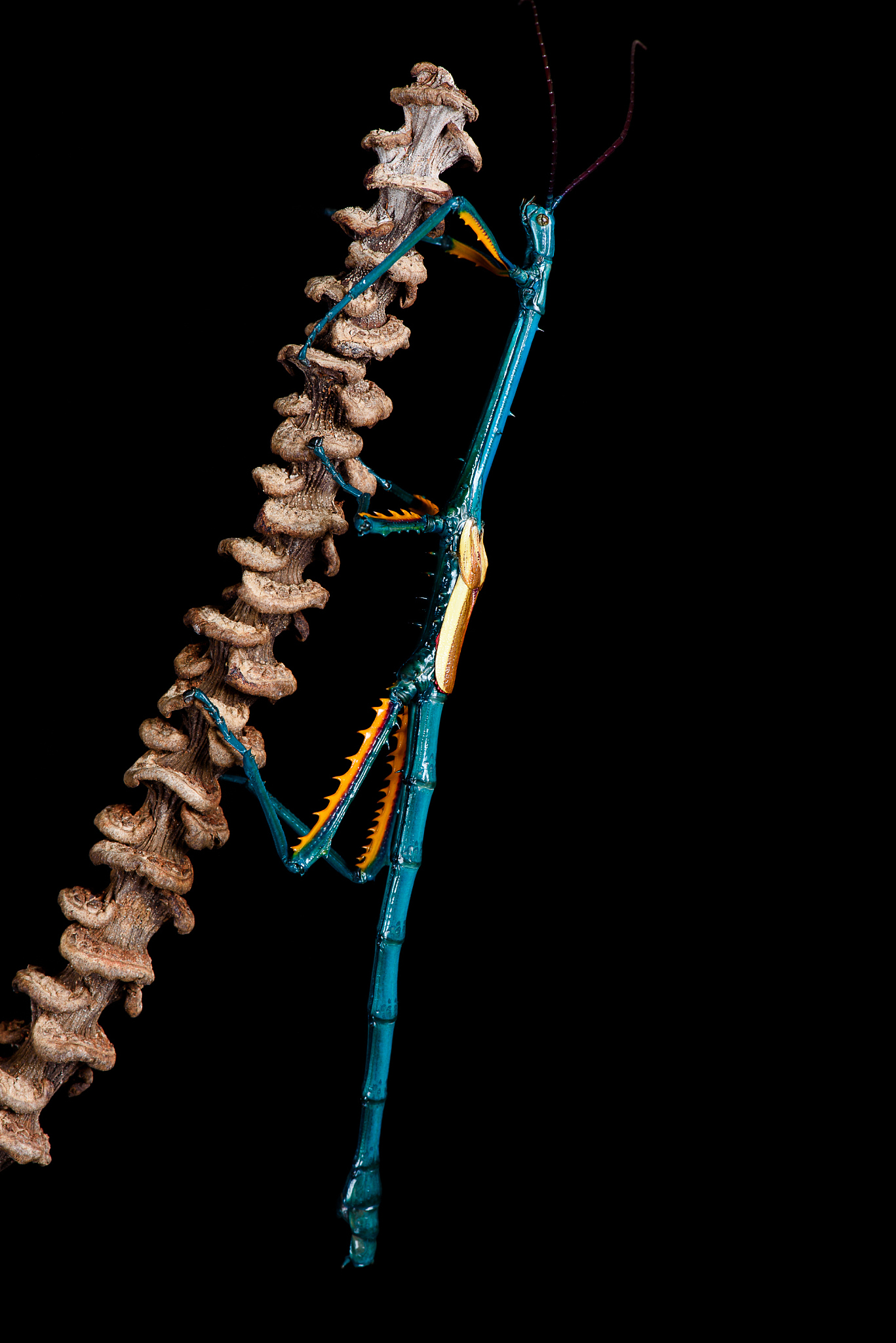 动物脊柱受力分析：重力、运动和外力的影响