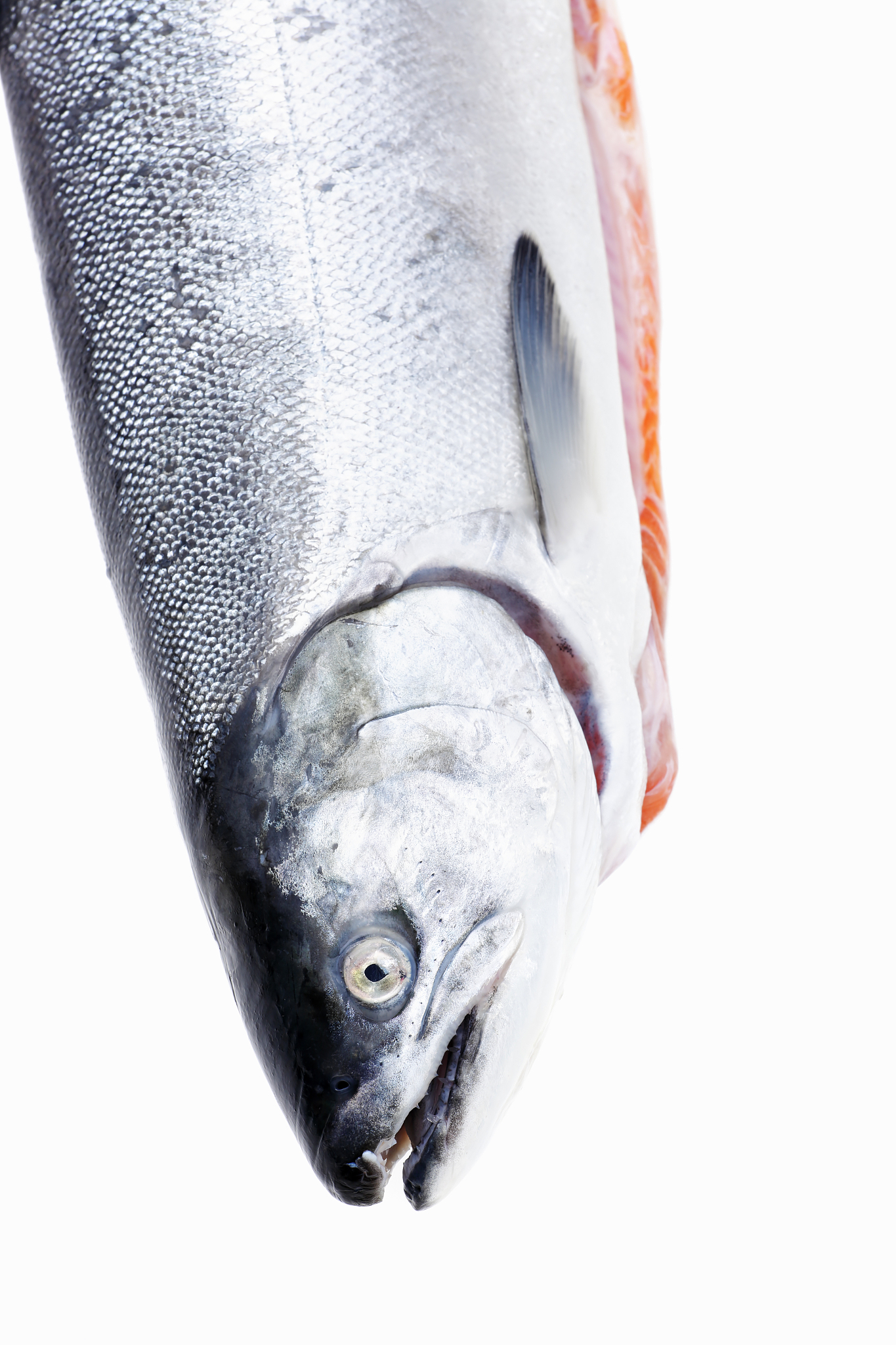 续写12研究三文鱼目的和意义