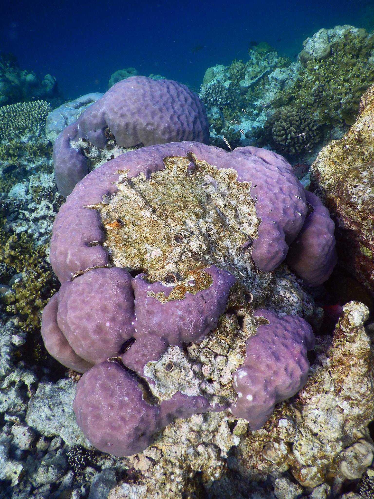 porites coral formations, fihalhohi island, maldives