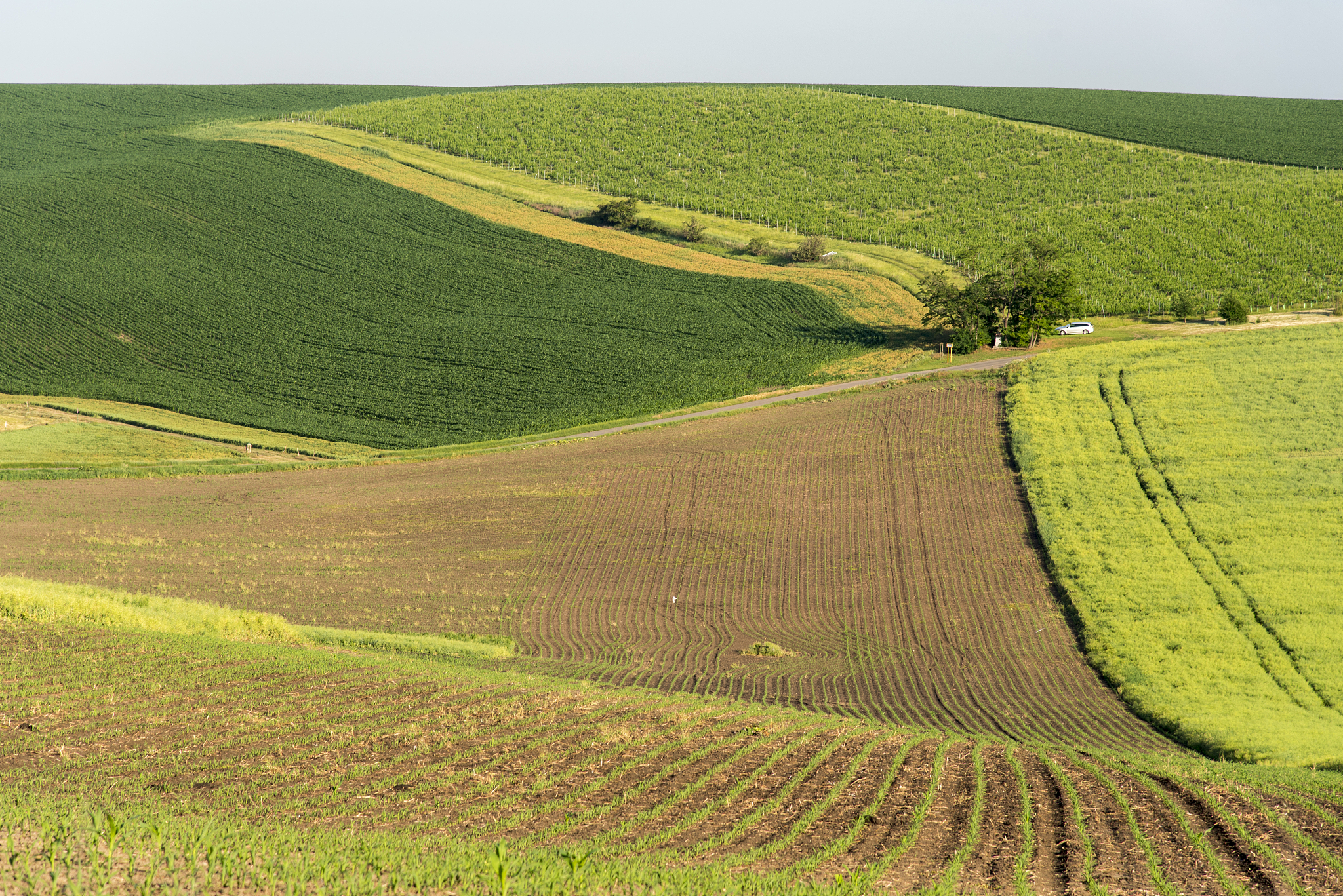 fields