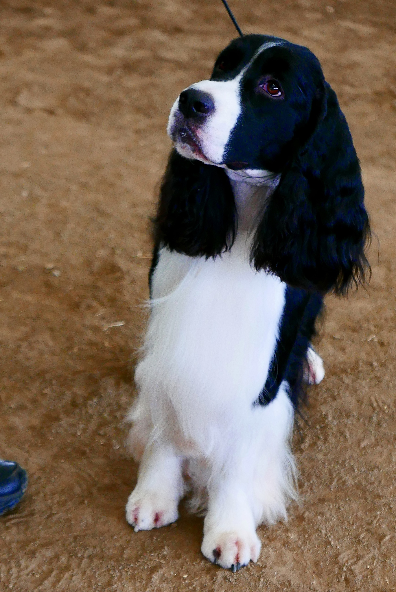 曲靖宠物兽医养殖学校新增五年制专科招生专业