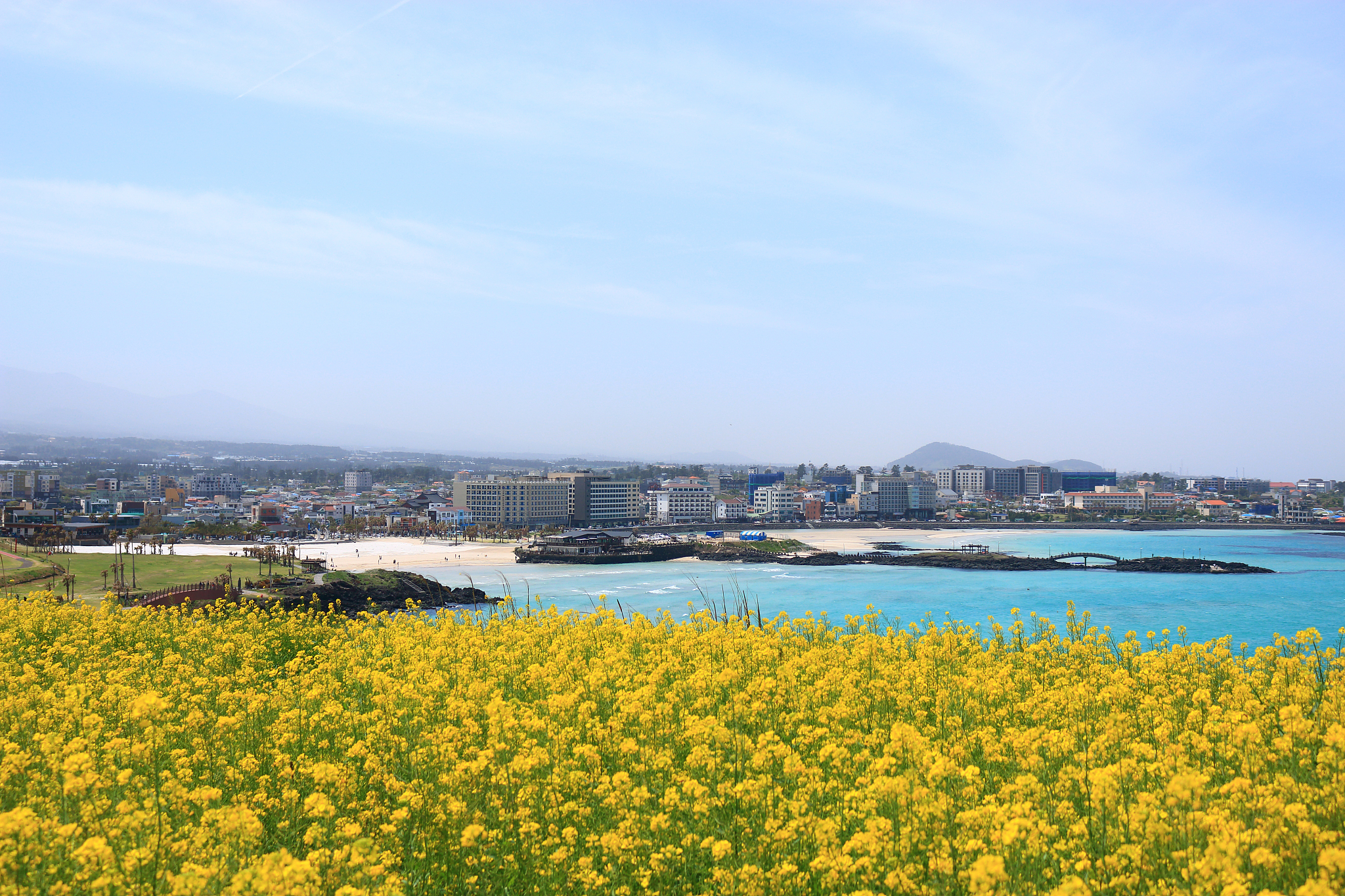 hamdeok beach, west wu bong, wildflower, flower, beach,