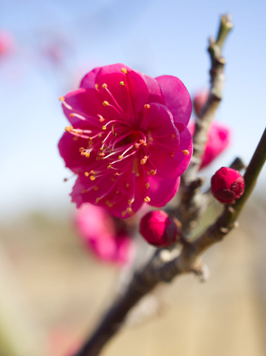 姓成2024年出生取一个优雅文艺有内涵的名字并说出理由