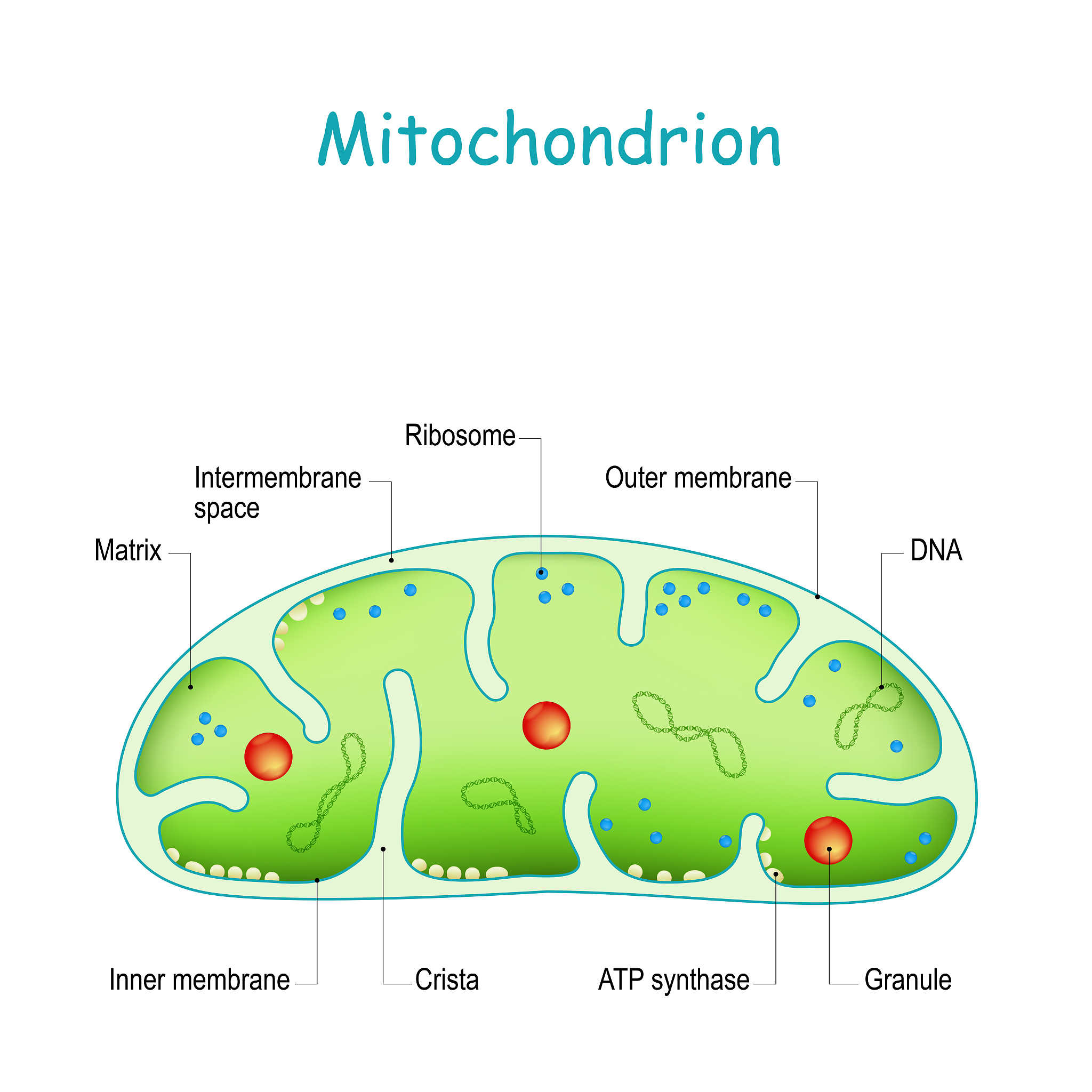 Endosomes: Cellular Sorting and Trafficking Hubs