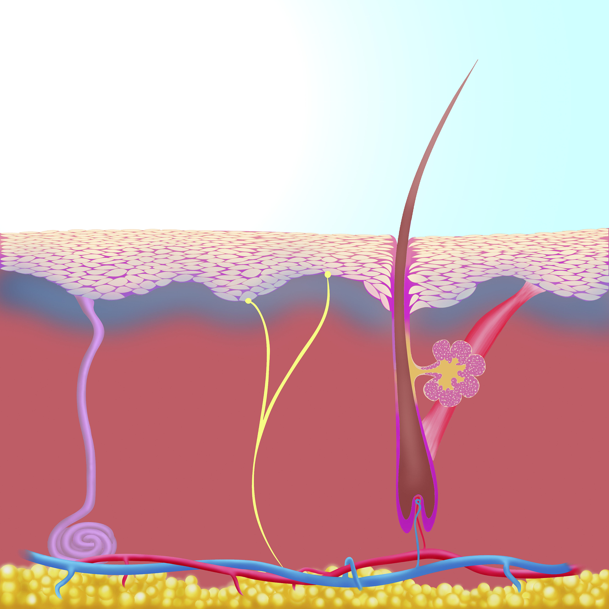汗腺可以被打开吗？关于汗腺的真相
