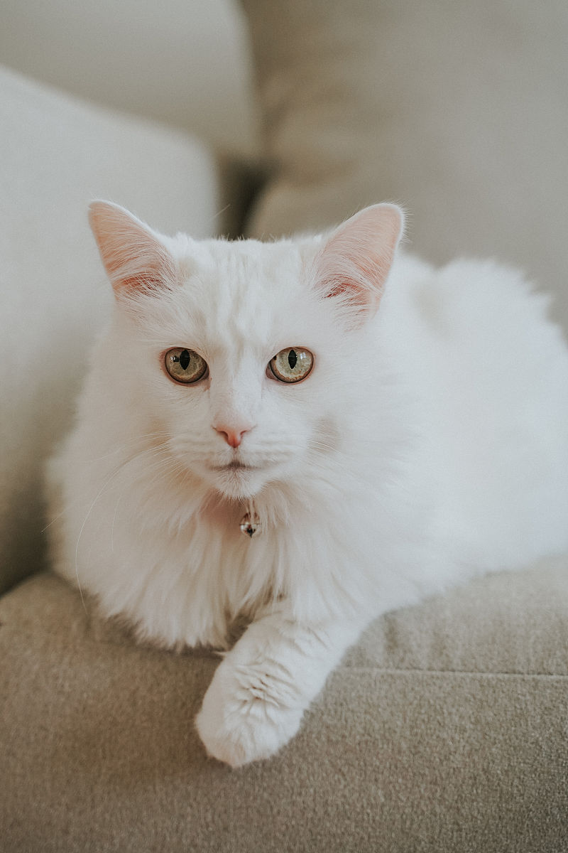 帮我取一个类似于房东的猫的名字