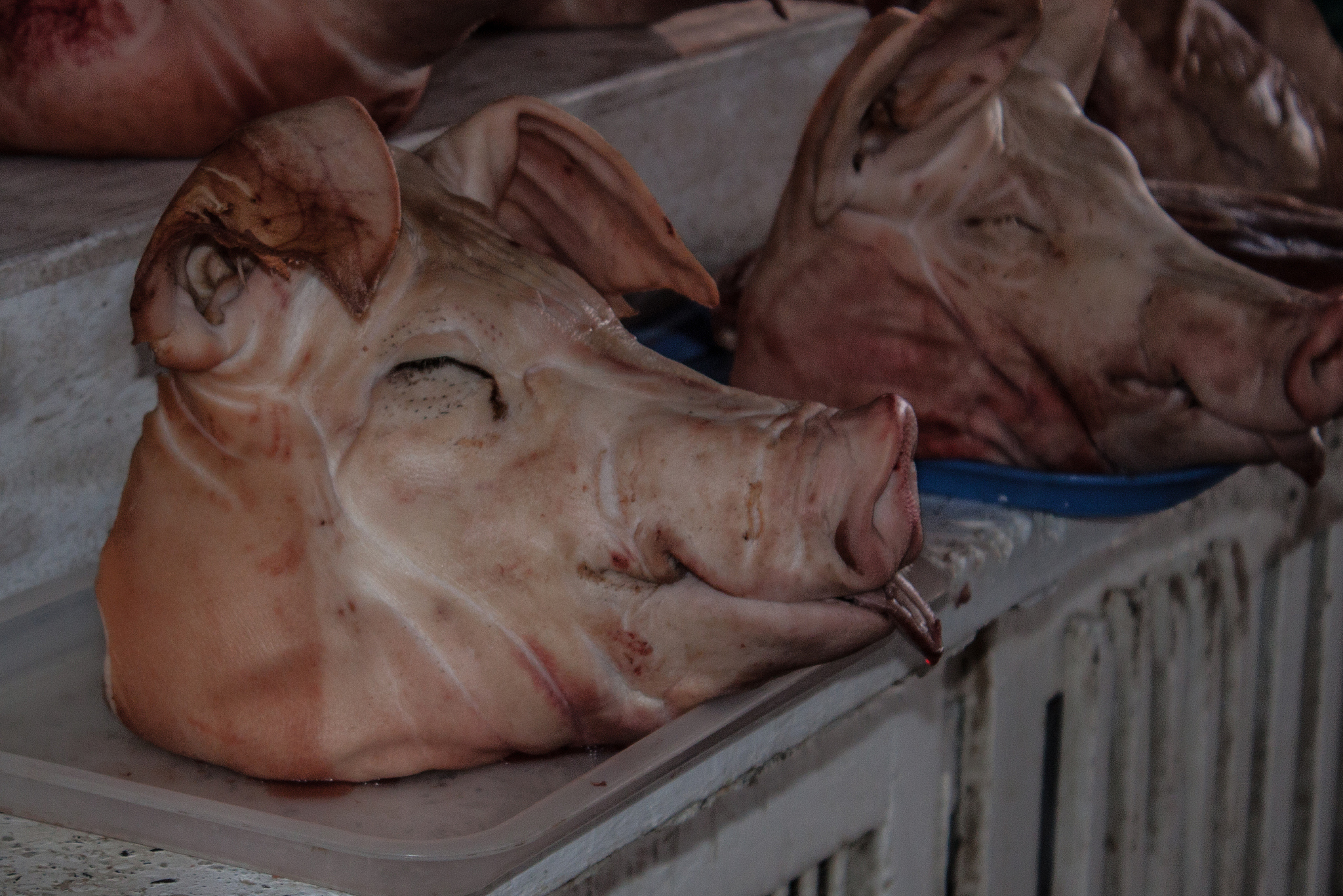 为什么野猪不吃汉尼拔，