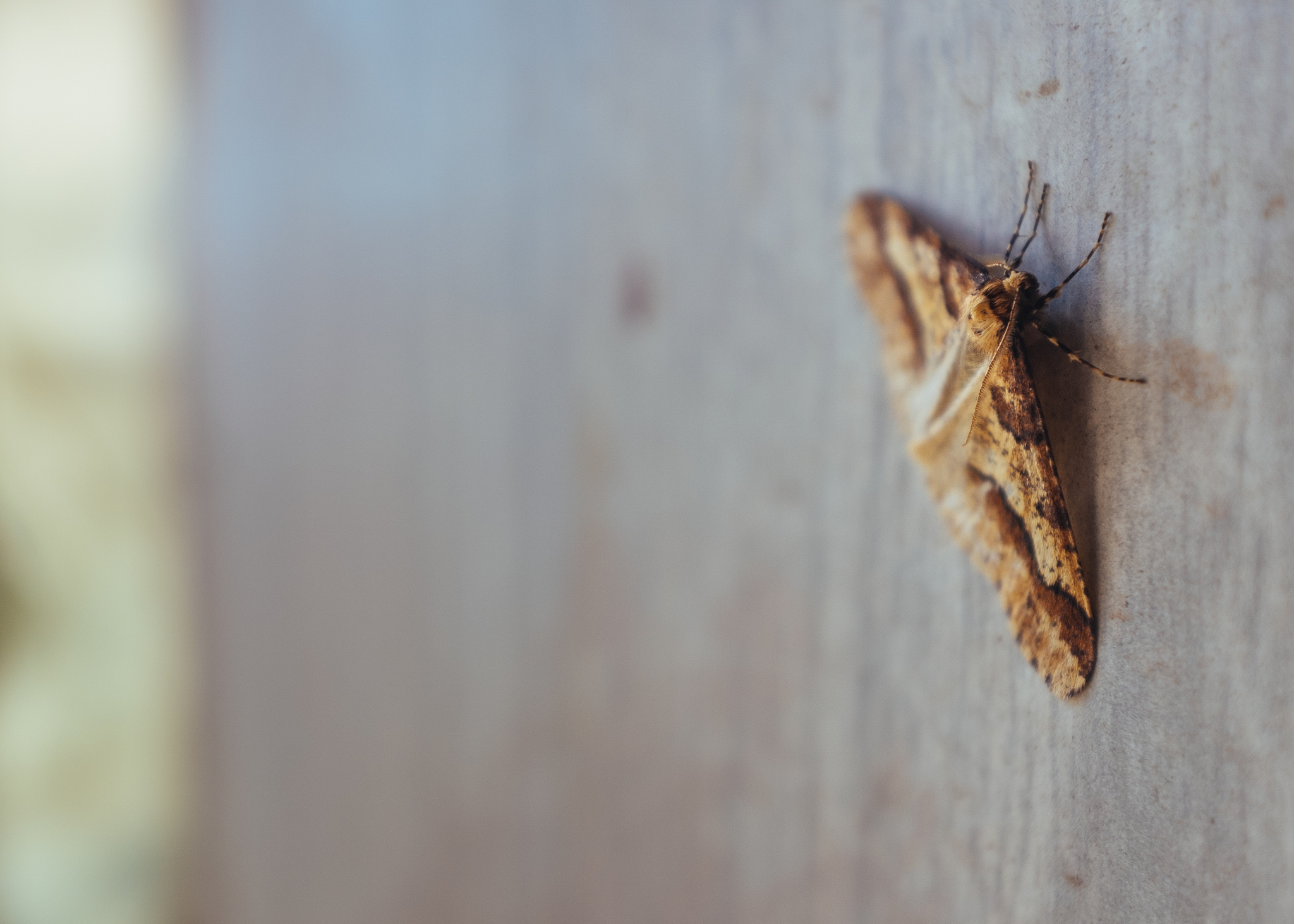 close-up of butterfly on wall