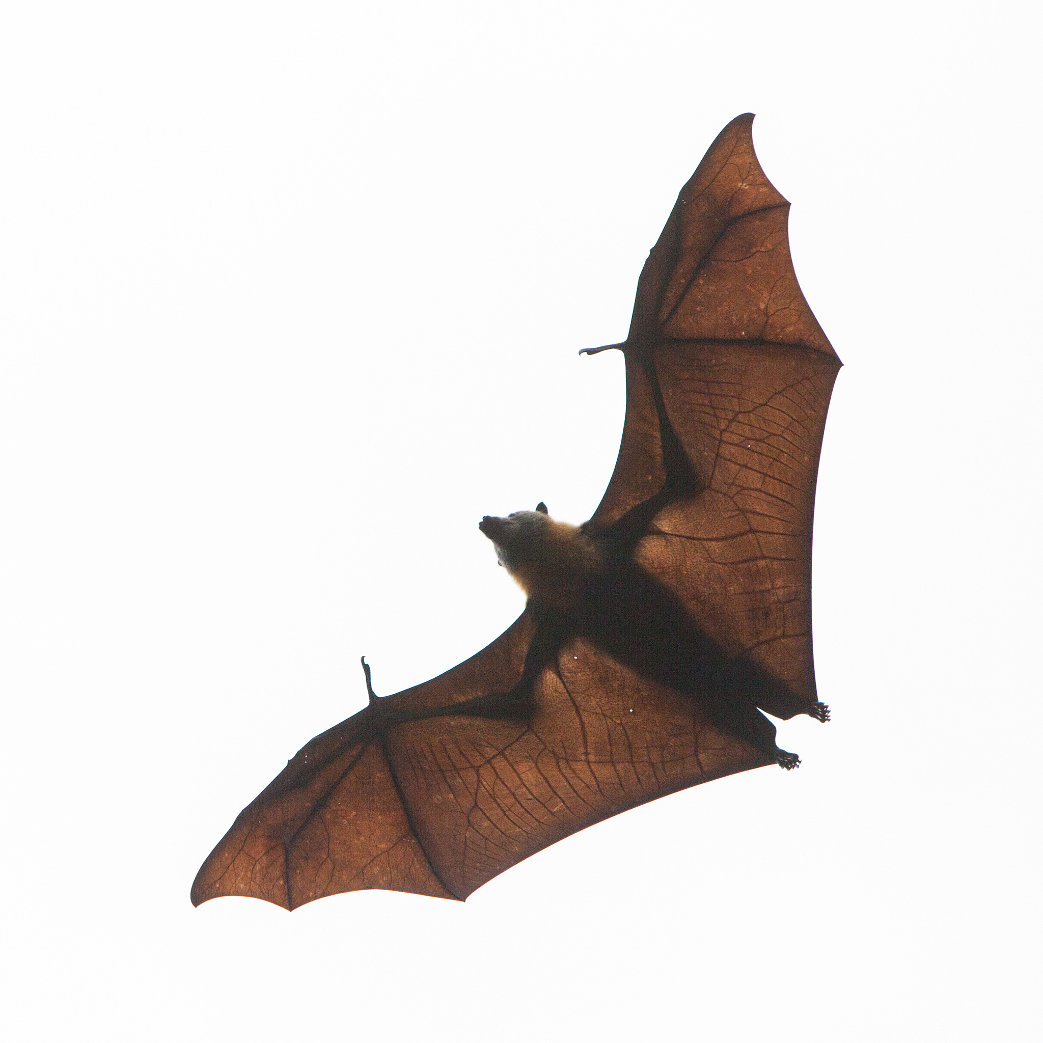 德国人吃蝙蝠吗？真相大揭秘！