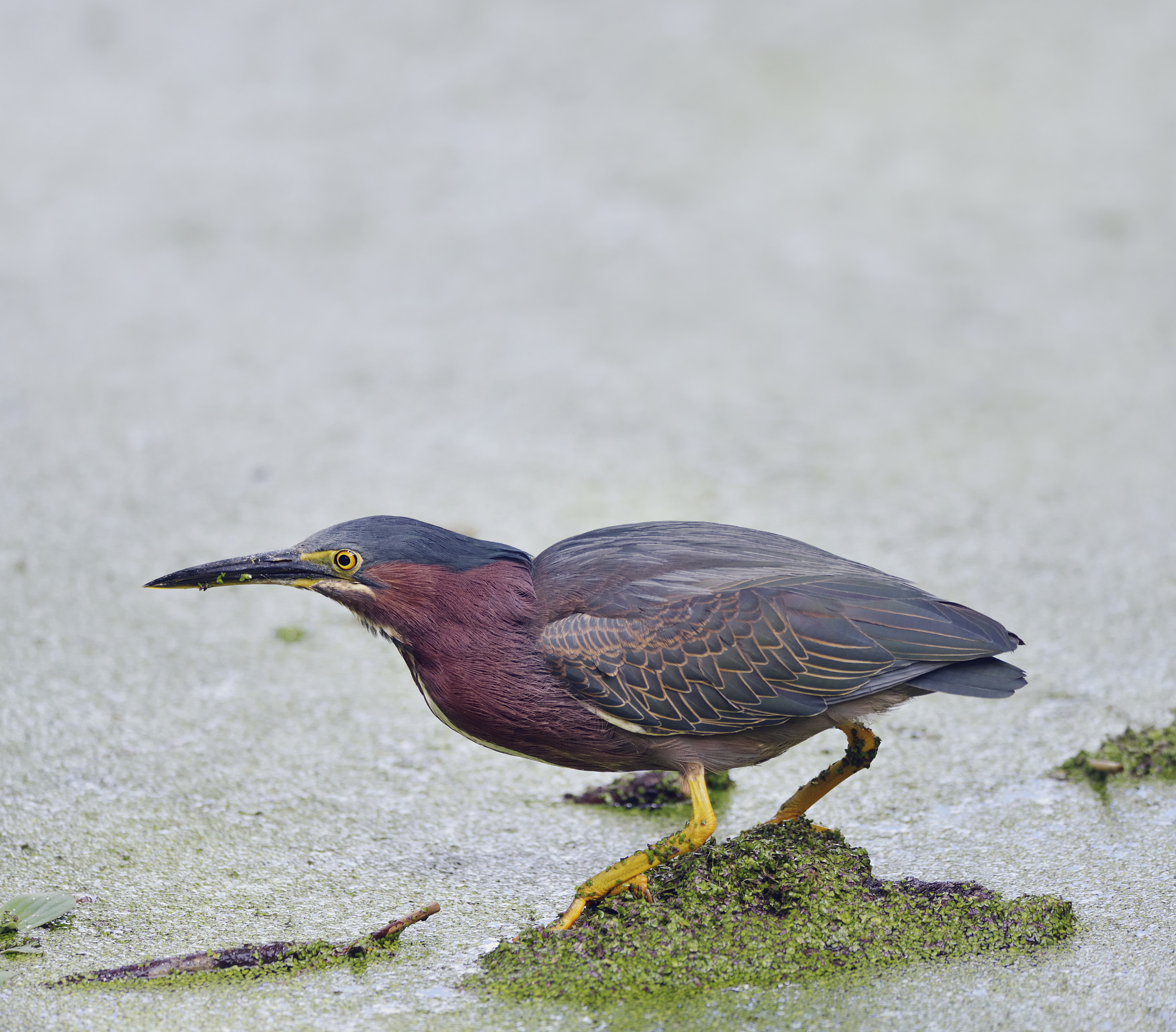 Chlamydia avium: Bird Infection, Symptoms, and Prevention