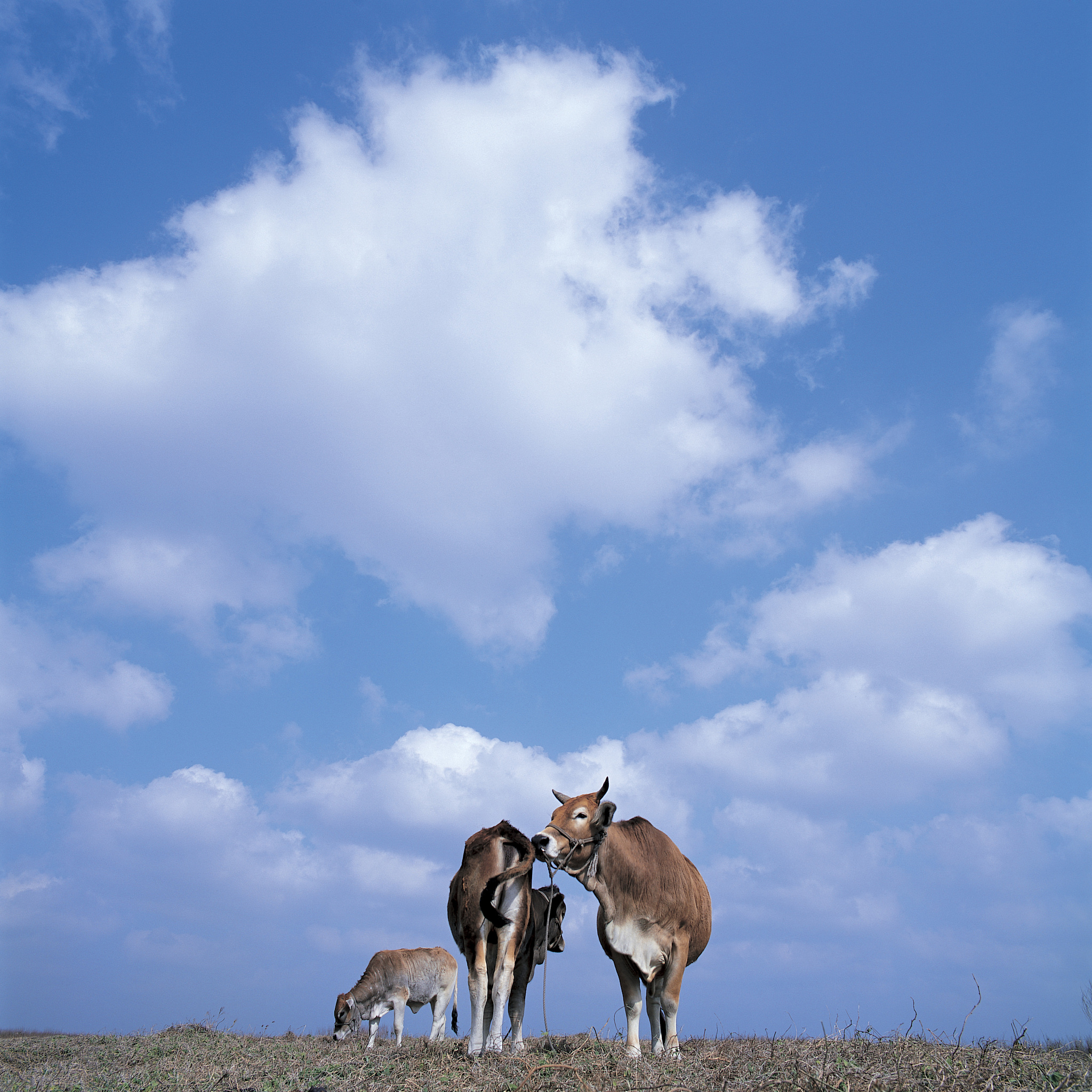 用论文引文的格式和方式写出题目中国畜牧业空间分异规律及成因分析的研究目的1000字左右