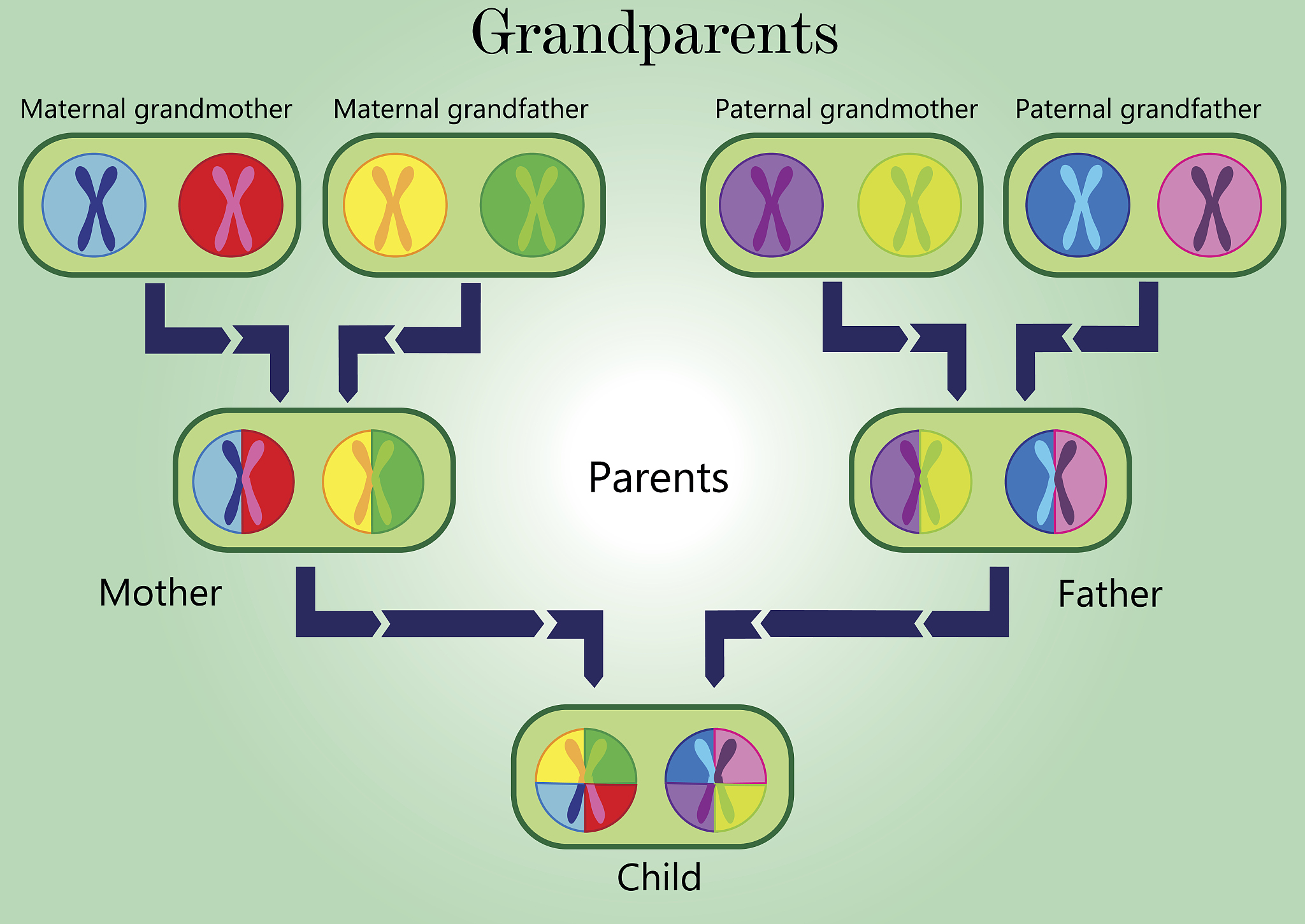 Blum Kulka对翻译转换理论的理解