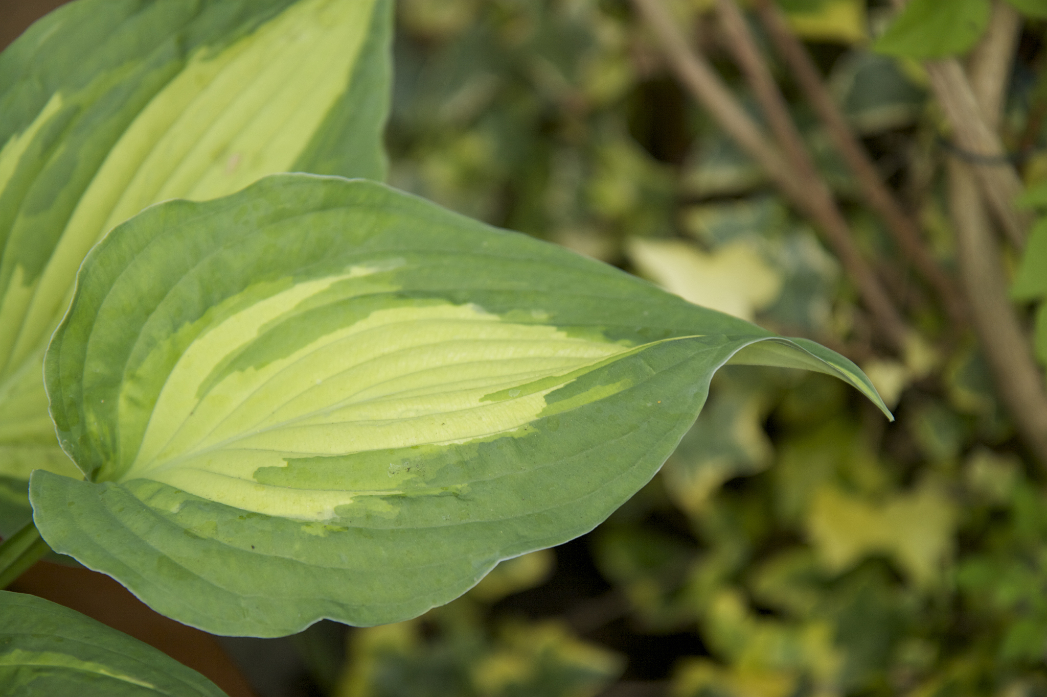 close up of leaf in summer garden