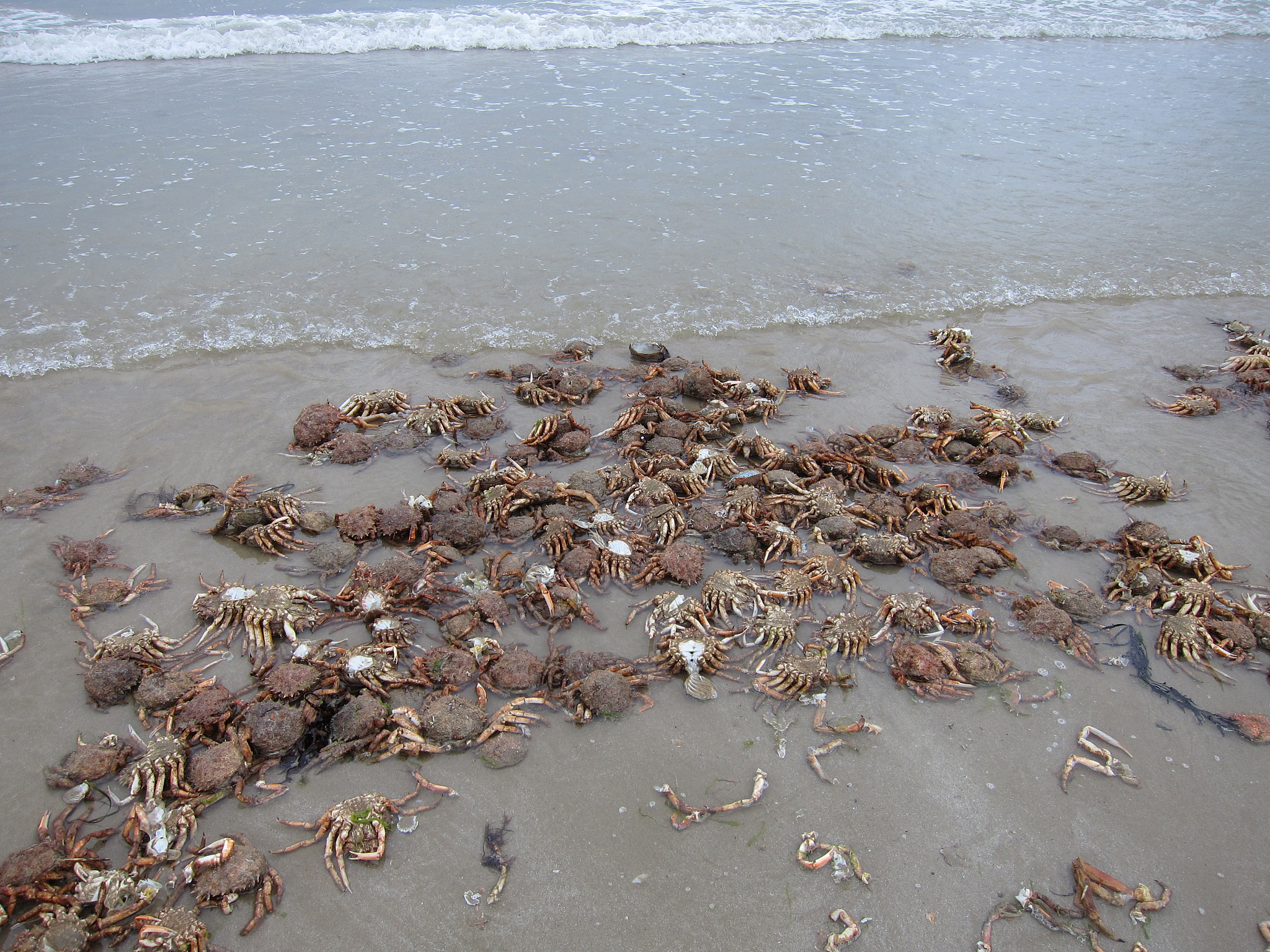 帮我在以下文章里面多加入一些观点和相关知识进去我需要丰富以下文章：你知道吗你每吃掉一只帝王蟹都在为拯救世界做出贡献。今天就带你了解一下在海洋中泛滥成灾的帝王蟹。大家先点个赞活跃一下账号然后继续往下看。全球有超过4500种蟹类帝王蟹并不是最大的。地球上最大的螃蟹是一种叫甘氏巨獒蟹的蜘蛛蟹展开腿后可达到42米。帝王蟹不仅不是最大的螃蟹甚至可以说它根本不是螃蟹。或许你会有点疑惑让我给你解释一下。蟹类被分