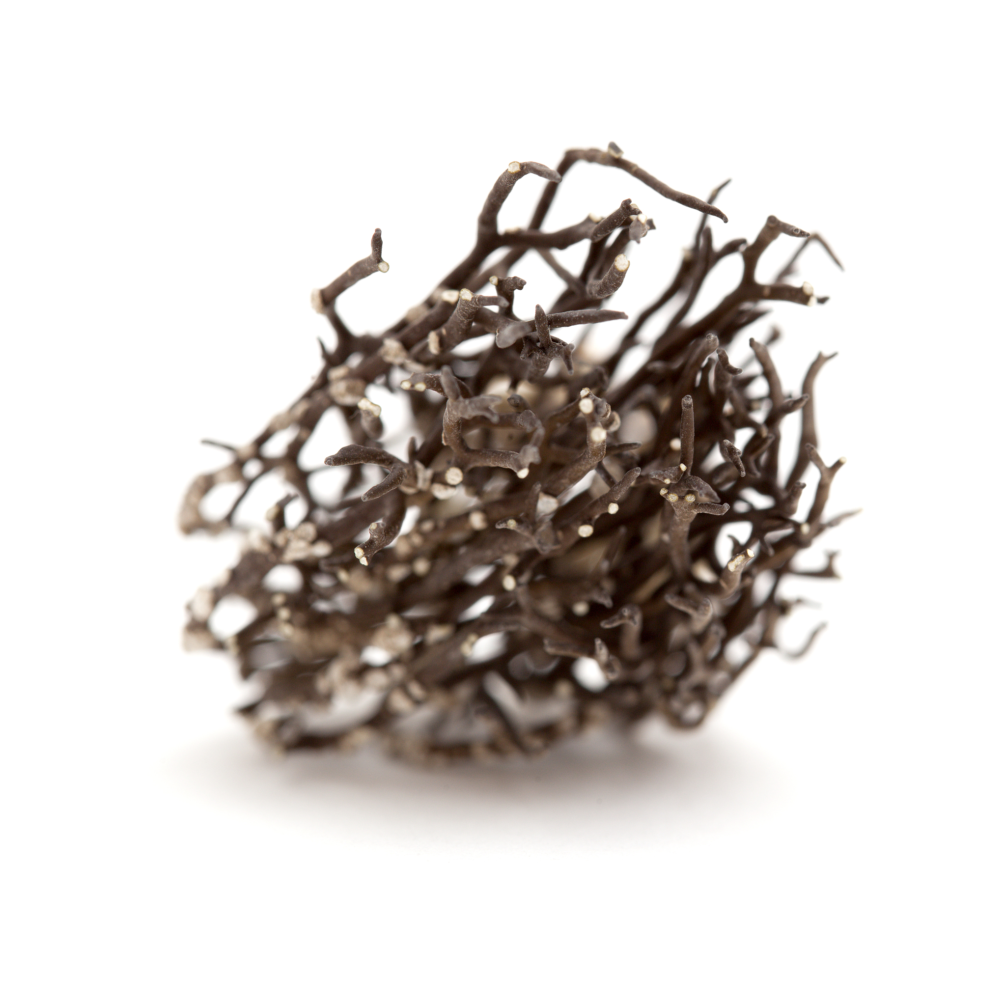 Fungal Diversity 期刊：研究真菌多样性的国际平台