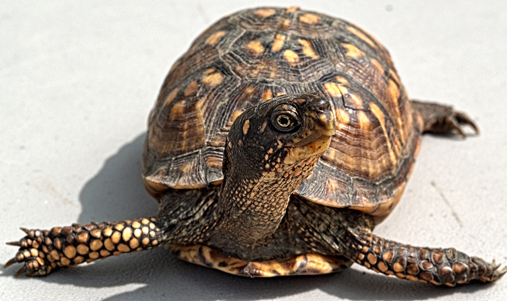 turtle box