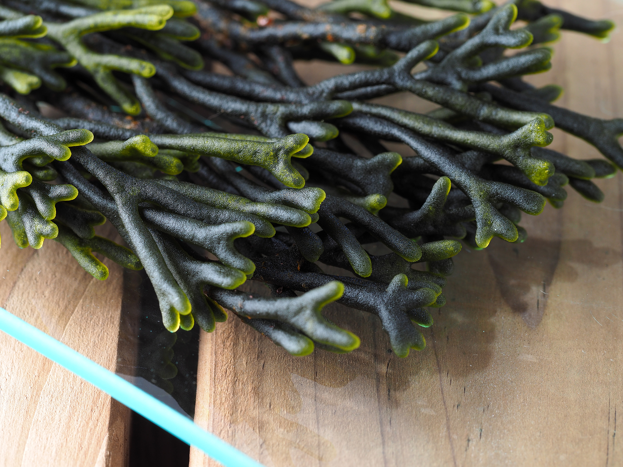 codium – velvet horn – spongeweed.