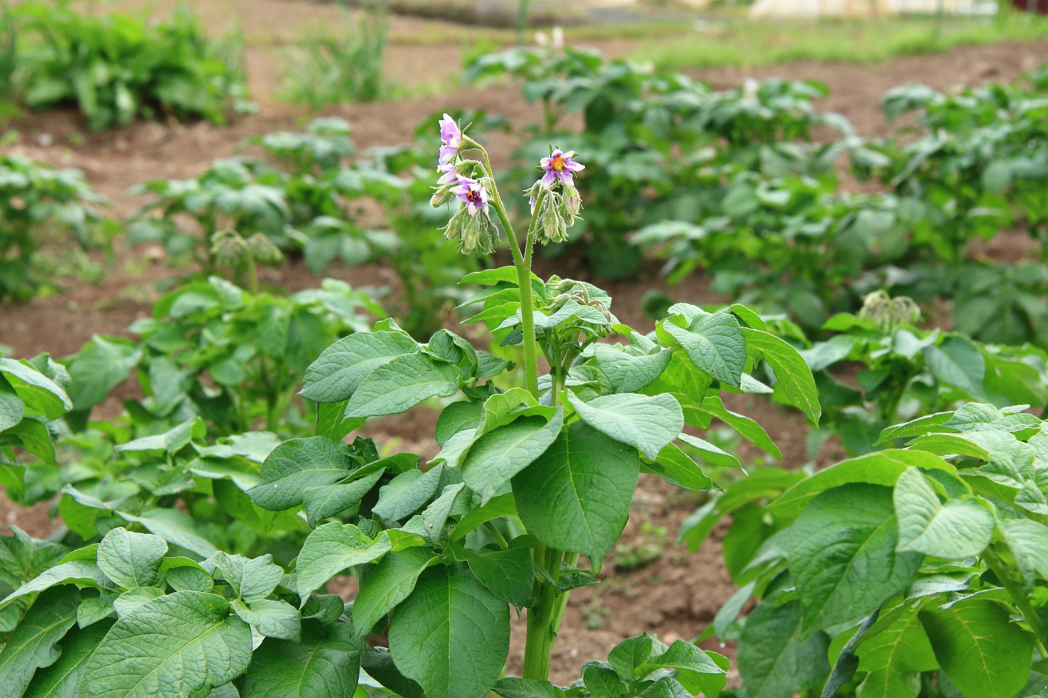 potato bush blooming with flowers