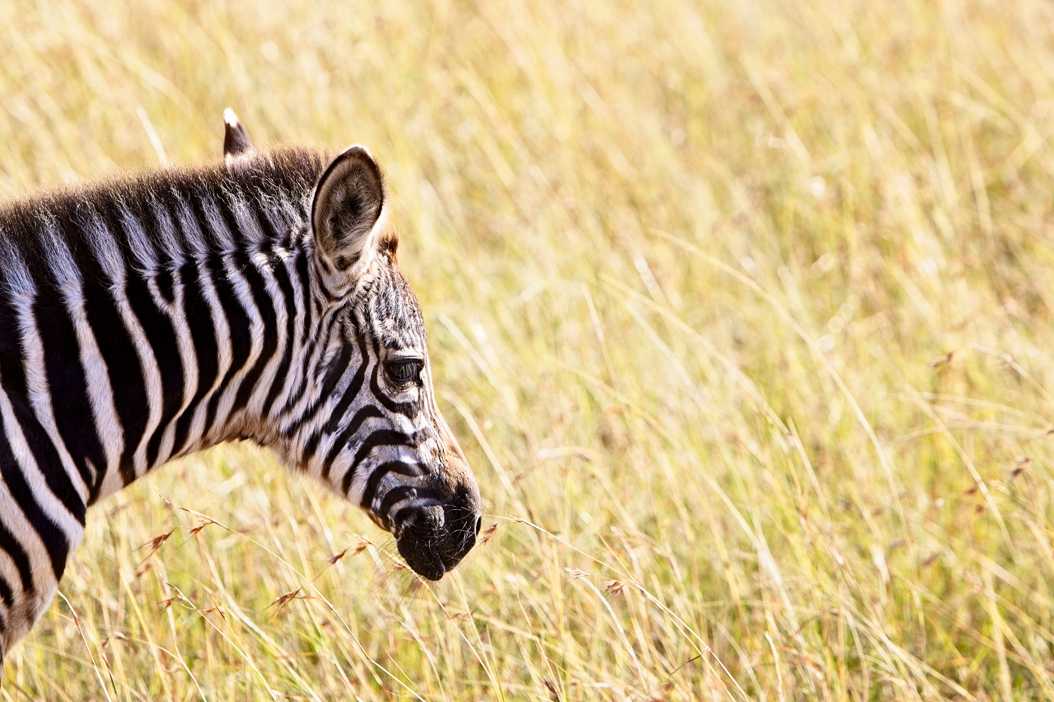 young zebra in long grass. profile view.