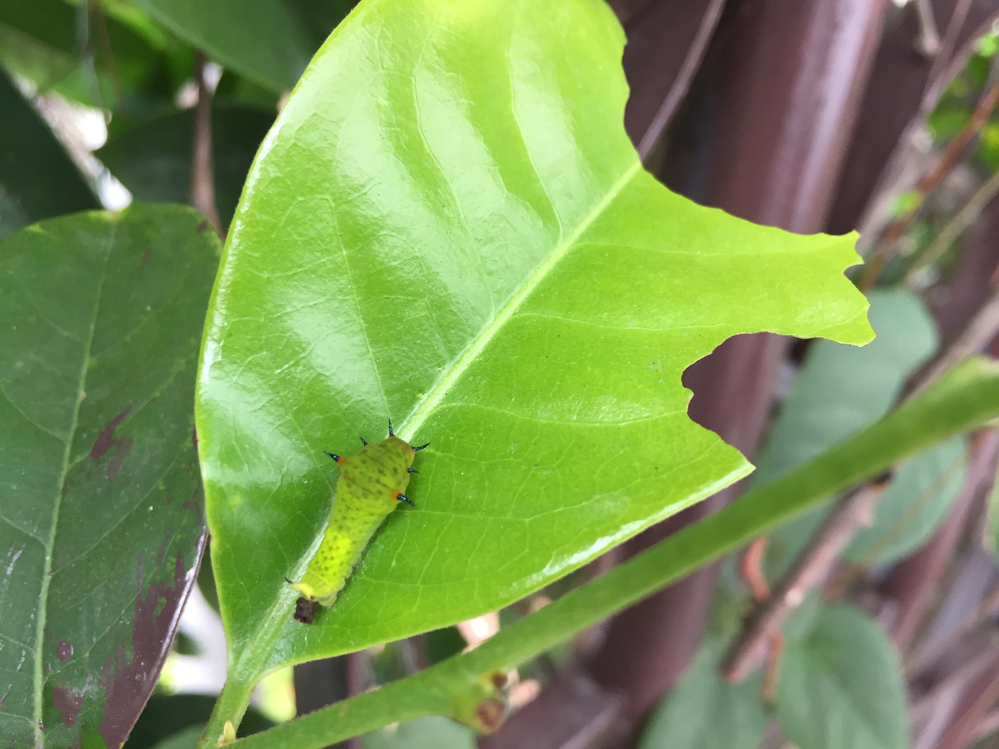 如何辨别隐翅虫爬过的痕迹