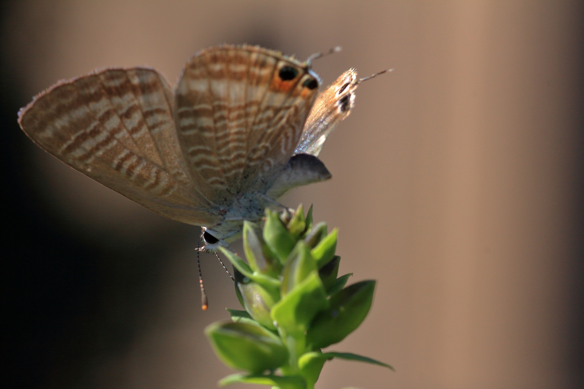pseudozizeeria maha