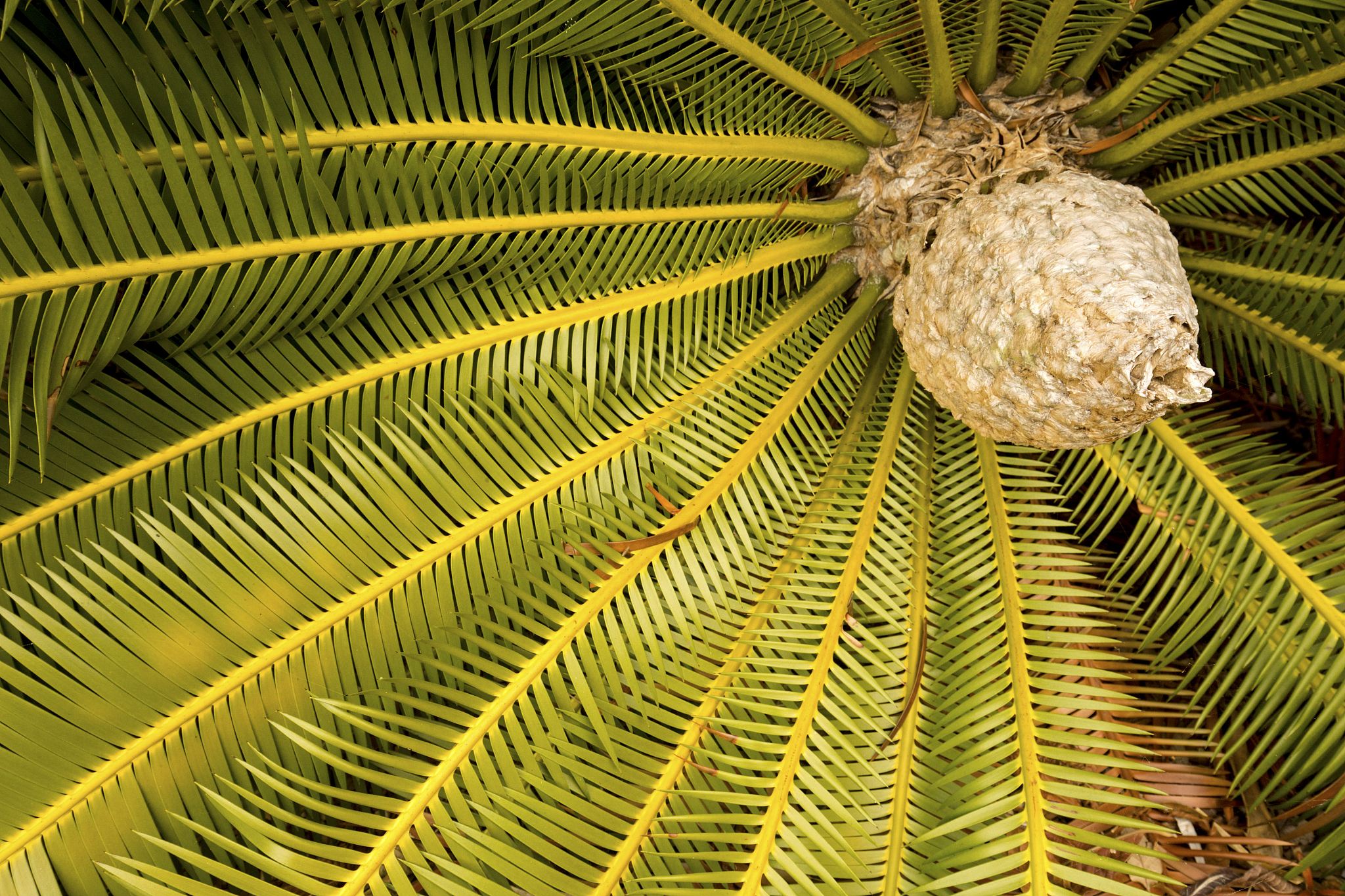 dramatic foliage and cone of a cycad in south florida.